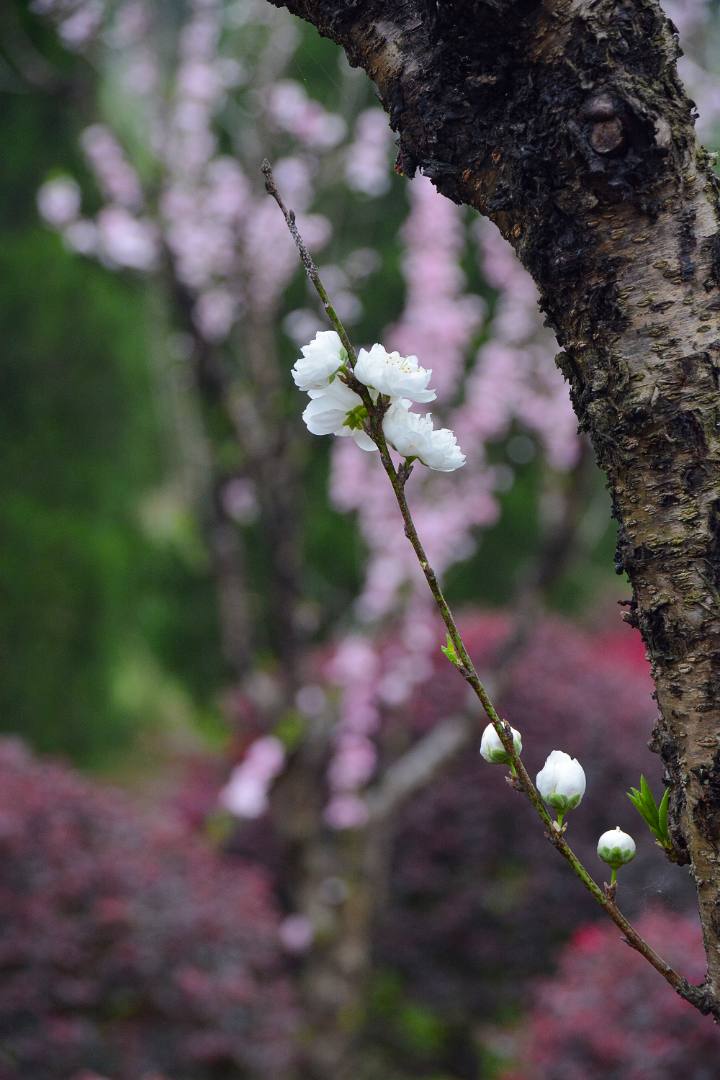 花无语