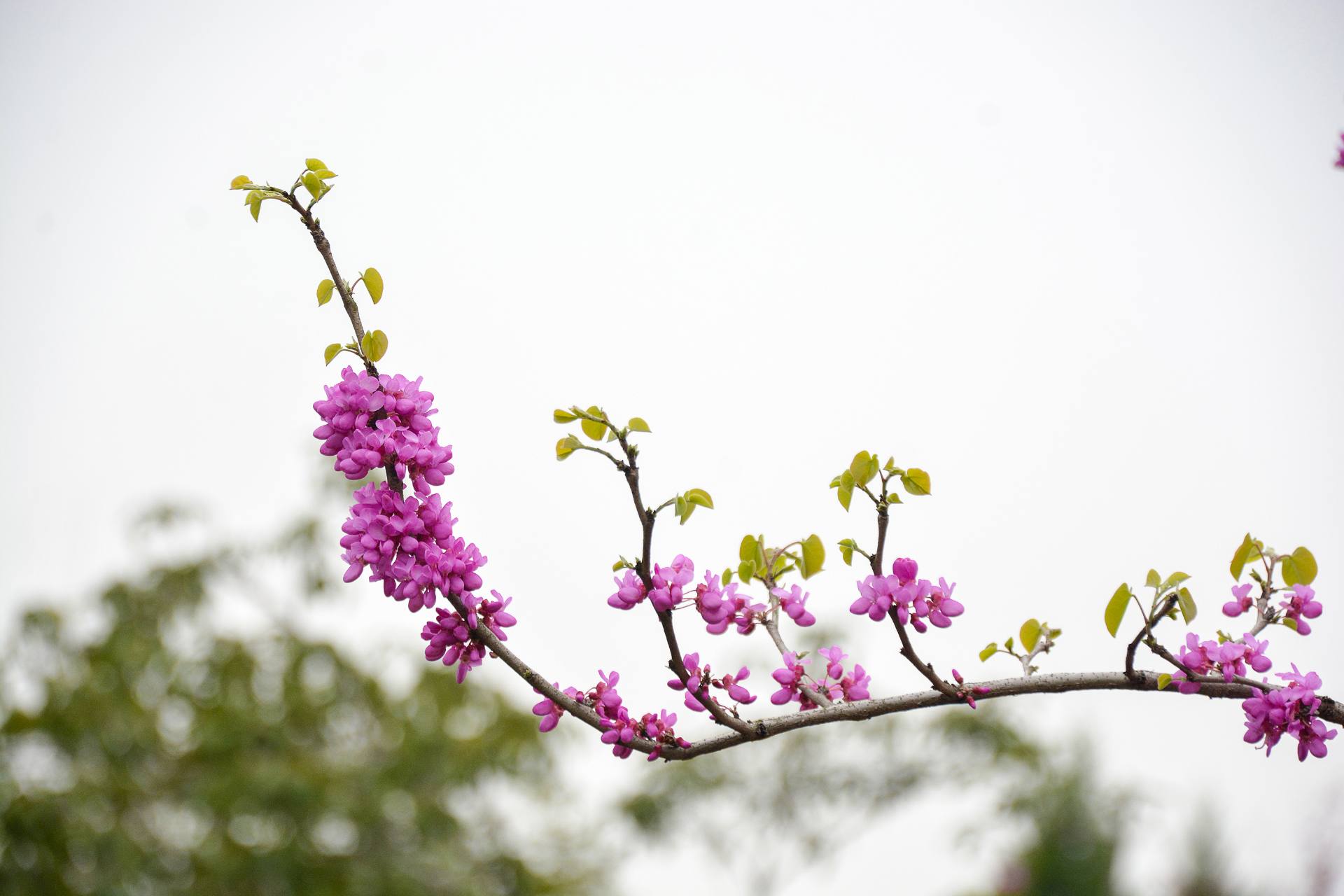 花无语，与我沉默相待！