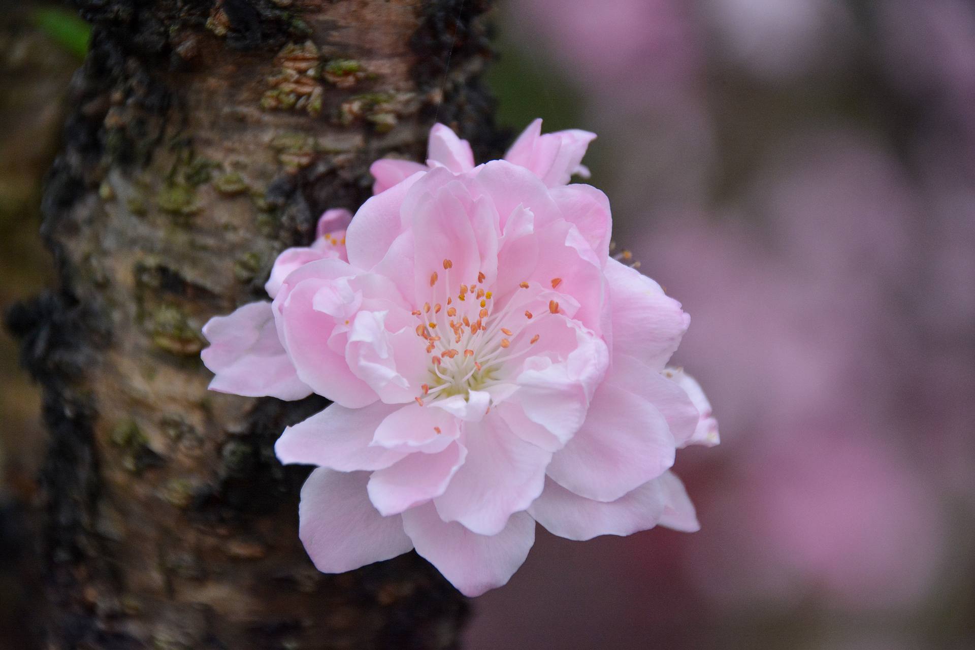 花无语，与我沉默相待！