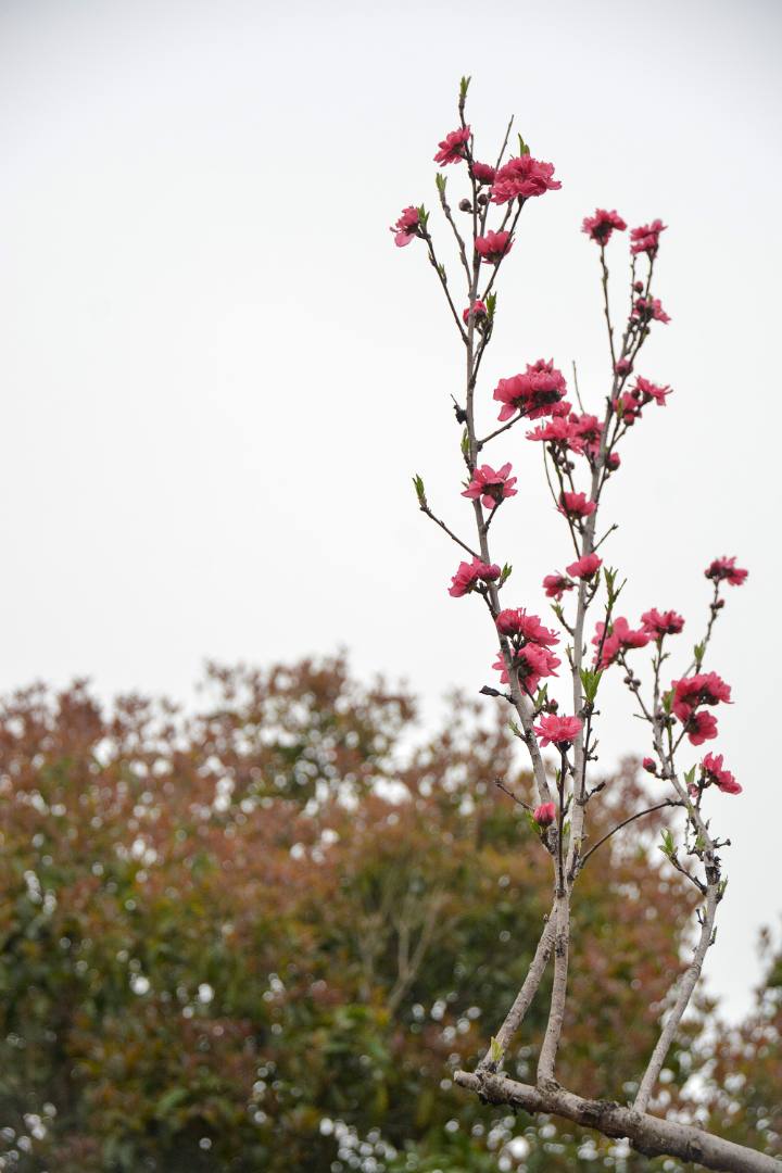 花无语