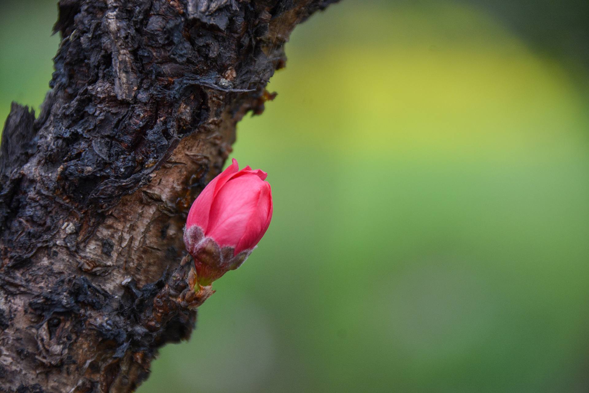 花无语，与我沉默相待！