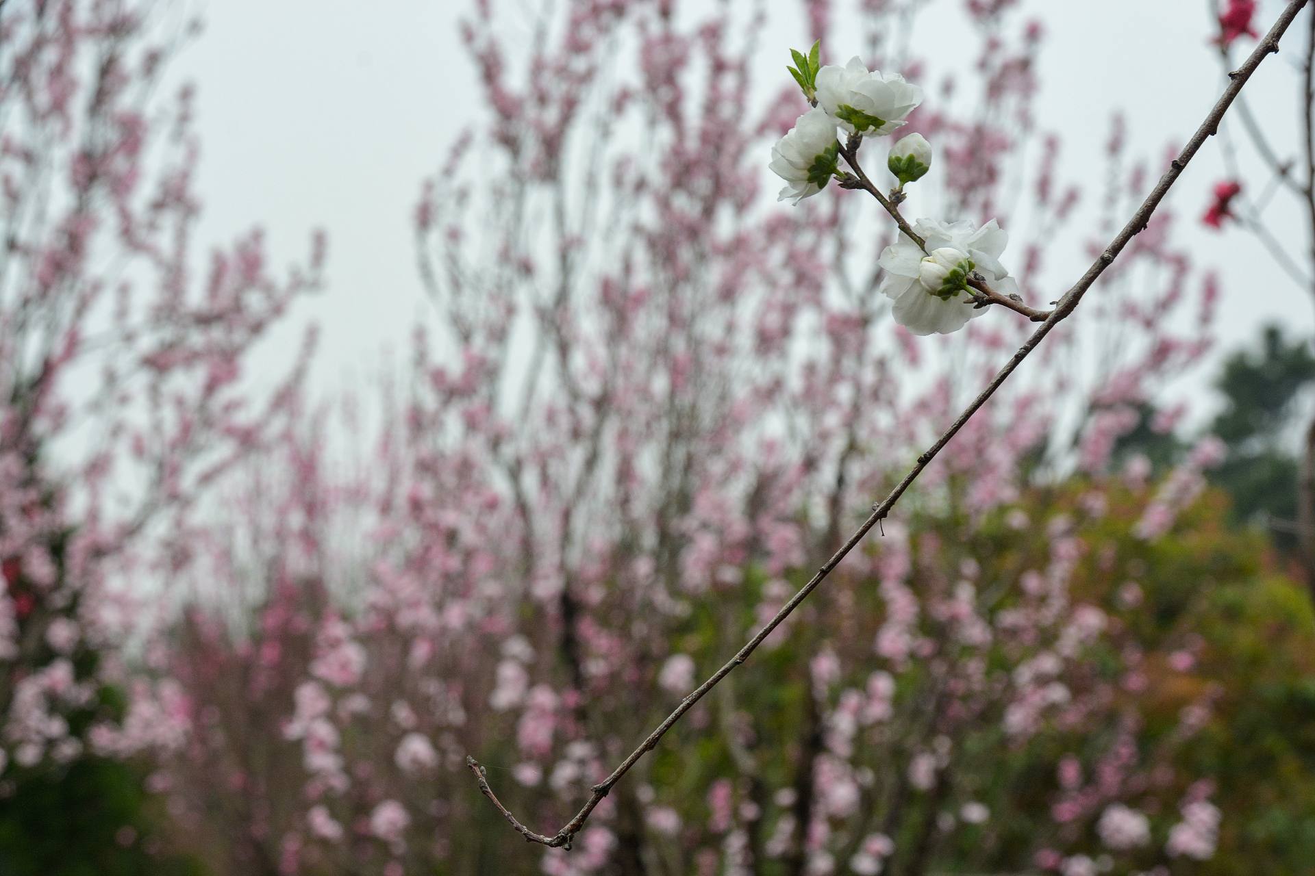 花无语，与我沉默相待！