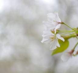 桃花杏花海棠花