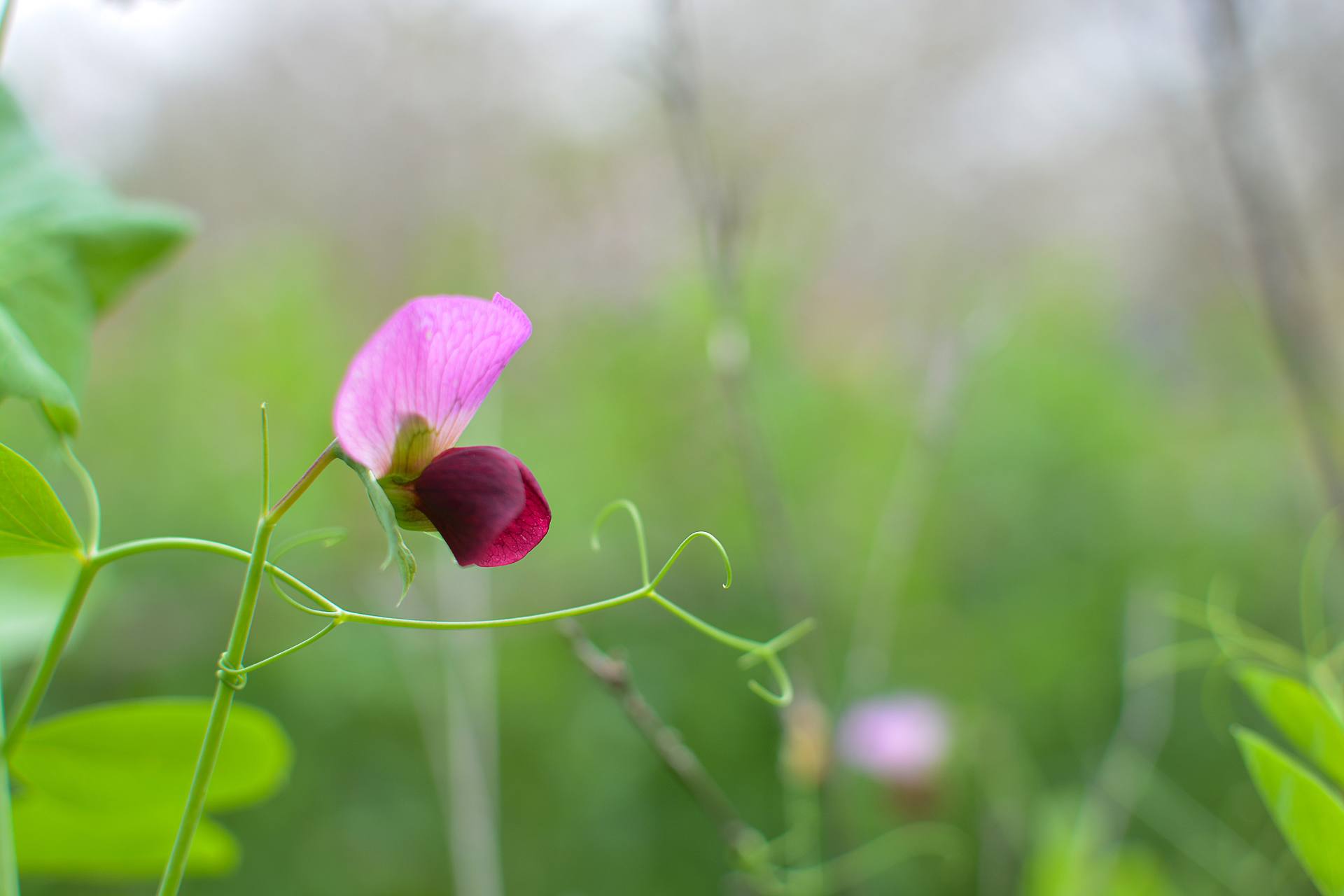 桃花杏花海棠花