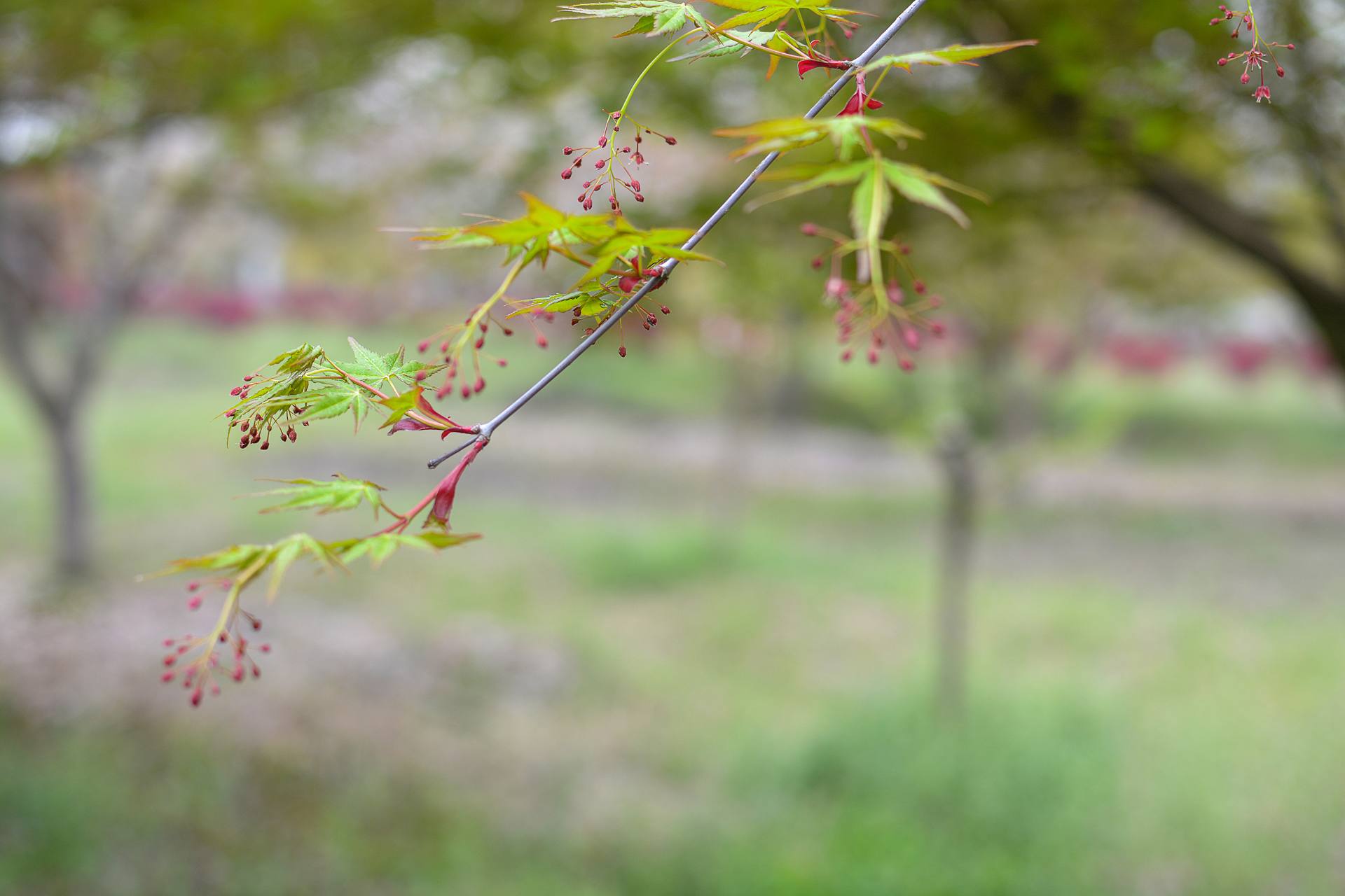 桃花杏花海棠花