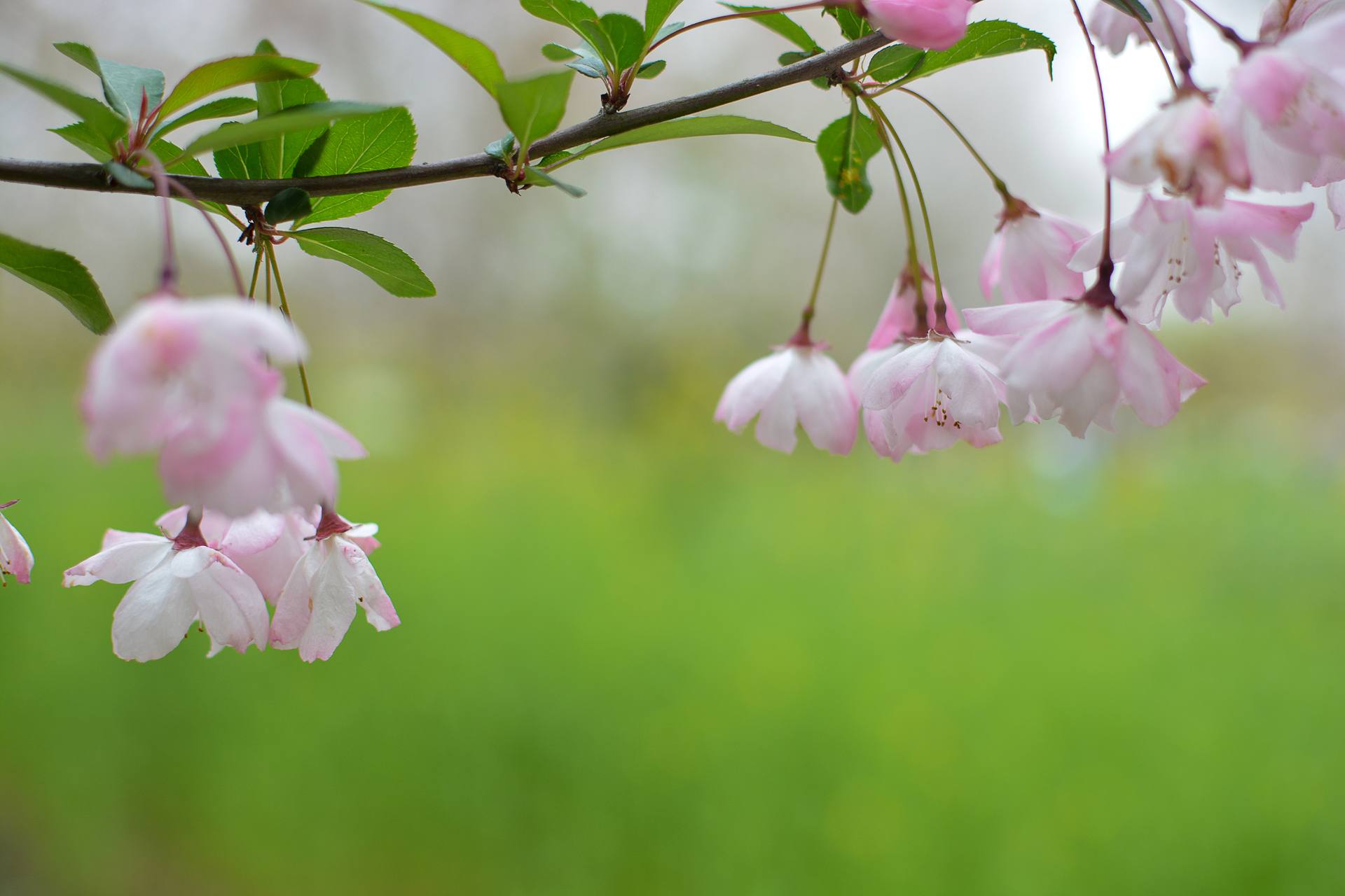 桃花杏花海棠花