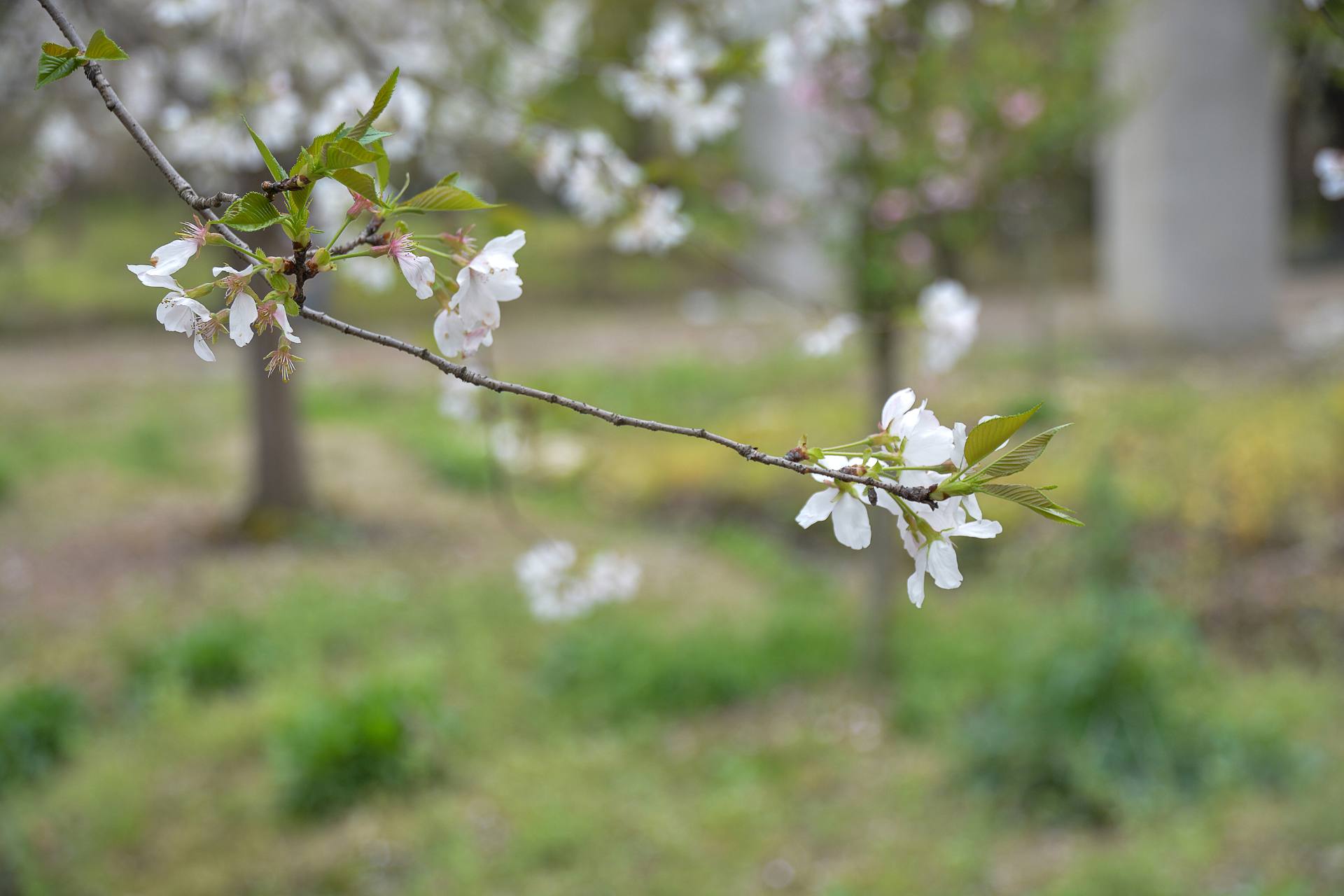 桃花杏花海棠花