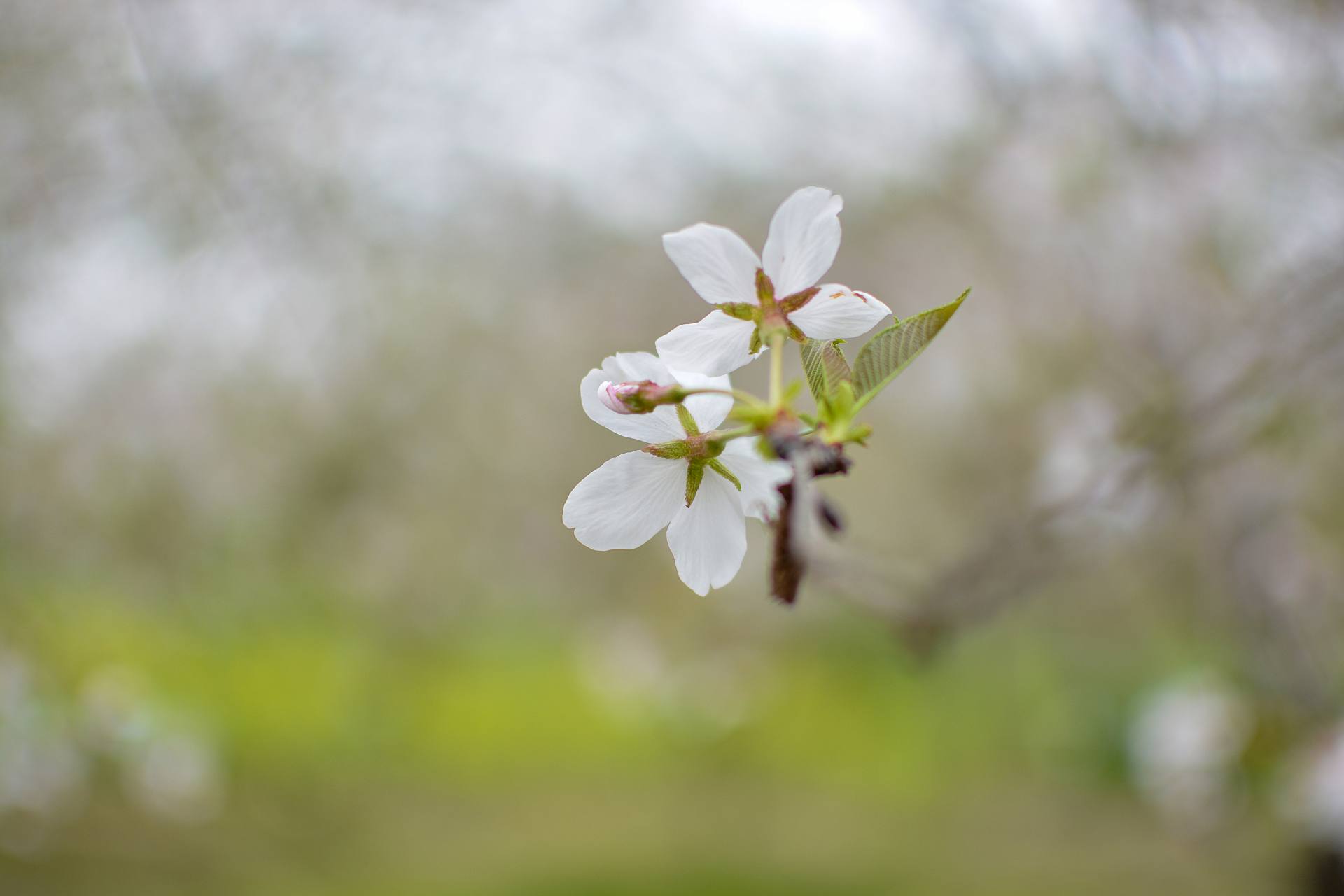 桃花杏花海棠花