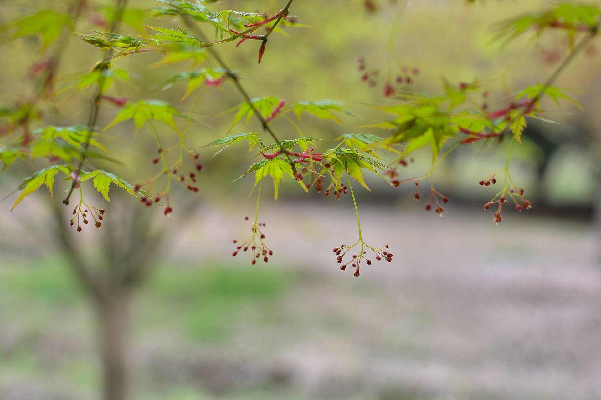 桃花杏花海棠花