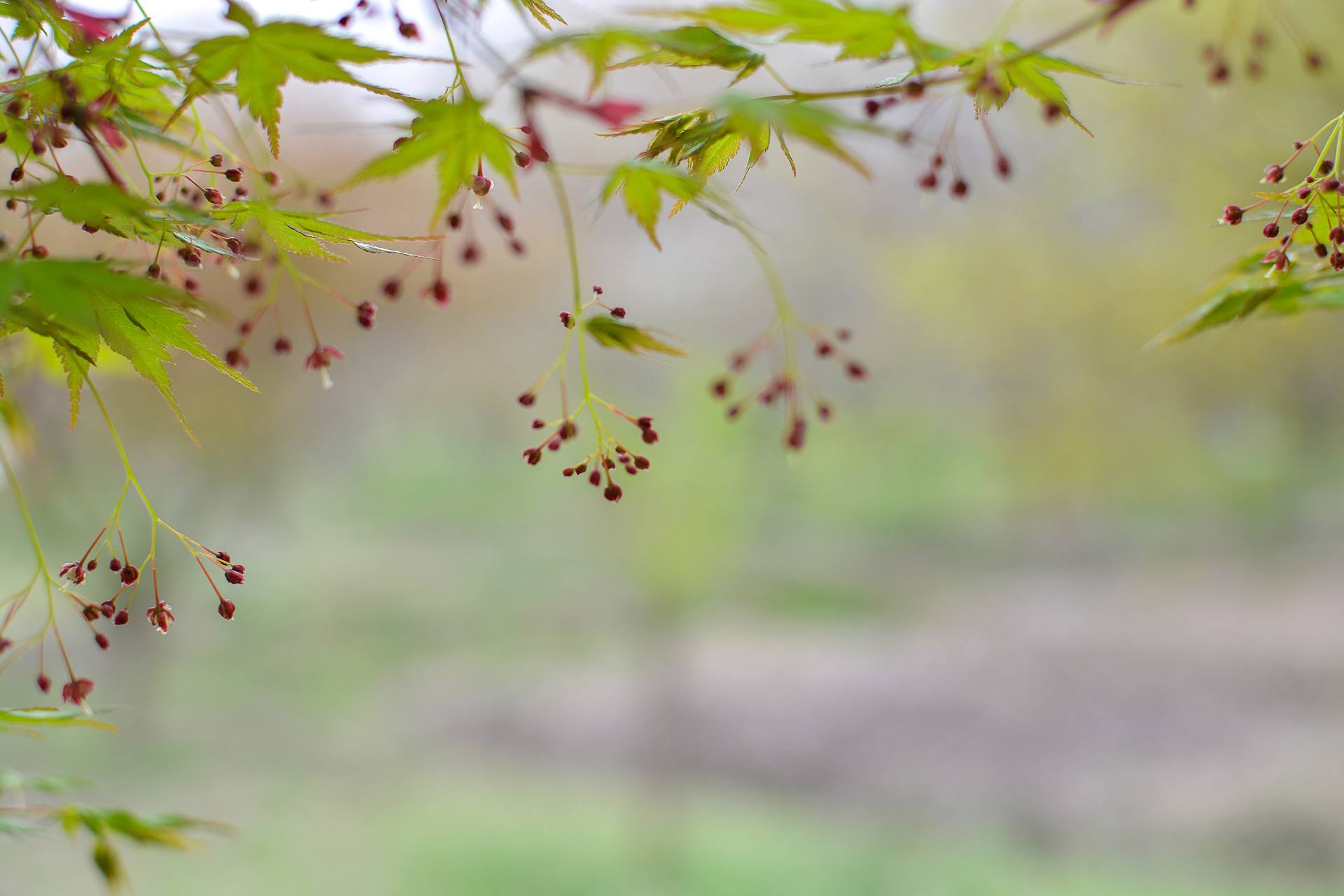 桃花杏花海棠花