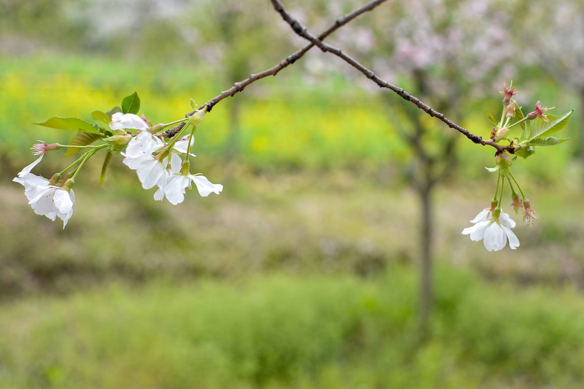 桃花杏花海棠花