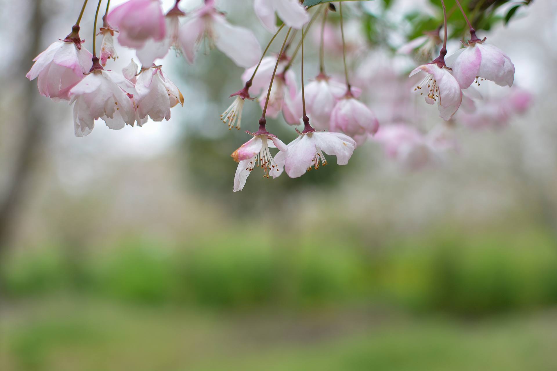 桃花杏花海棠花