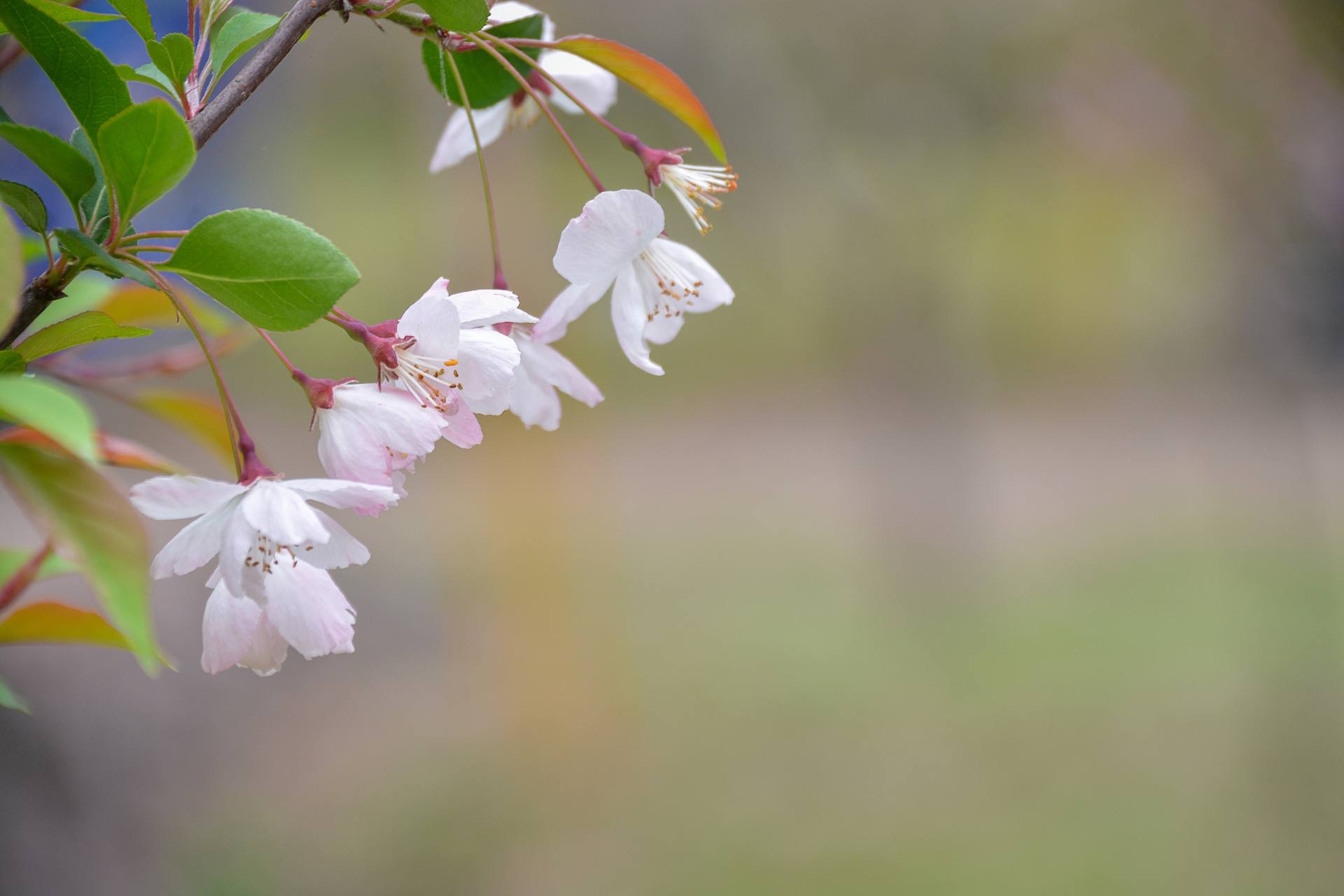 桃花杏花海棠花