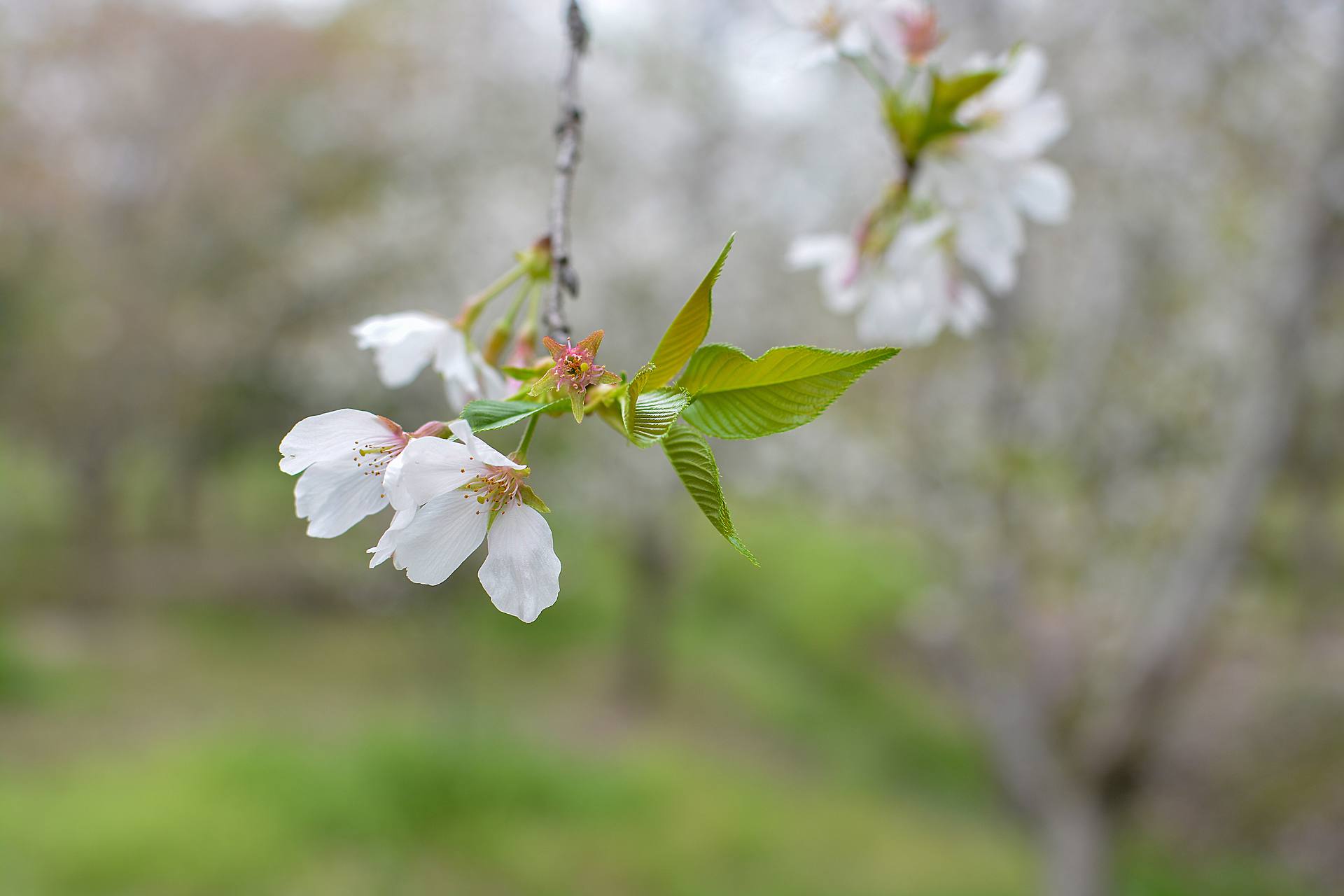 桃花杏花海棠花