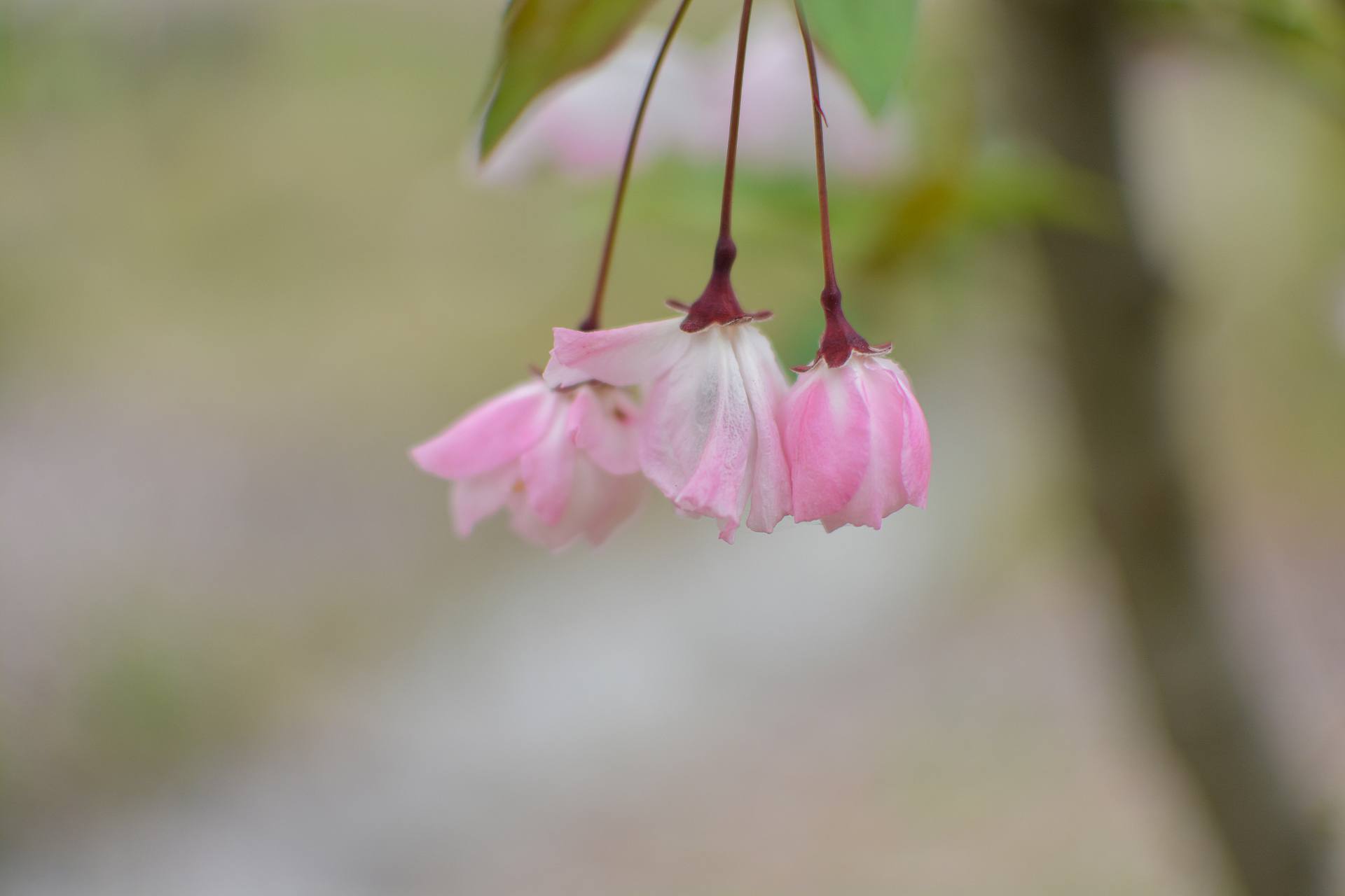 桃花杏花海棠花