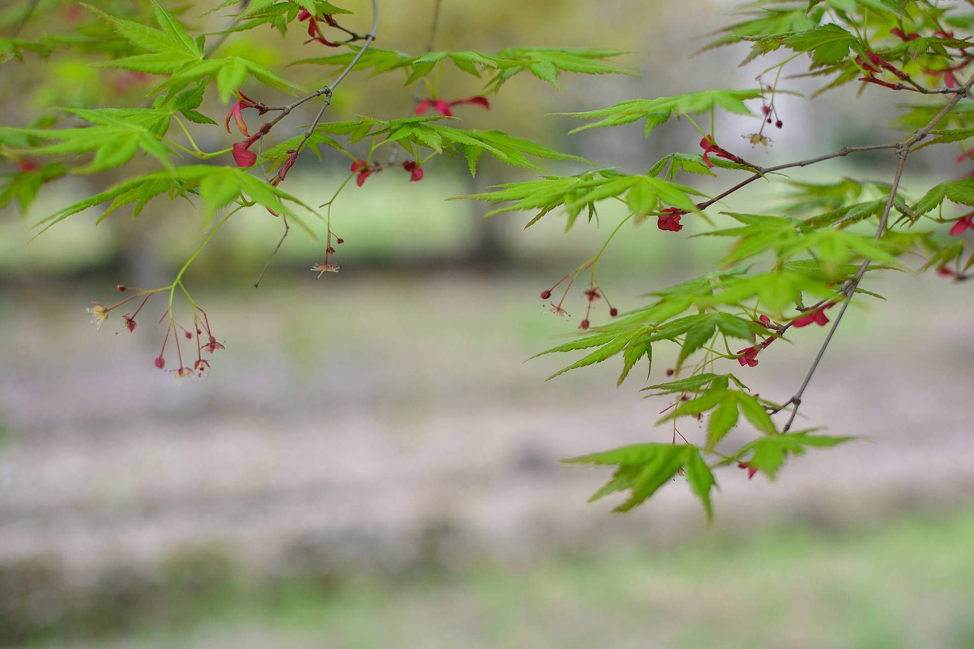 桃花杏花海棠花