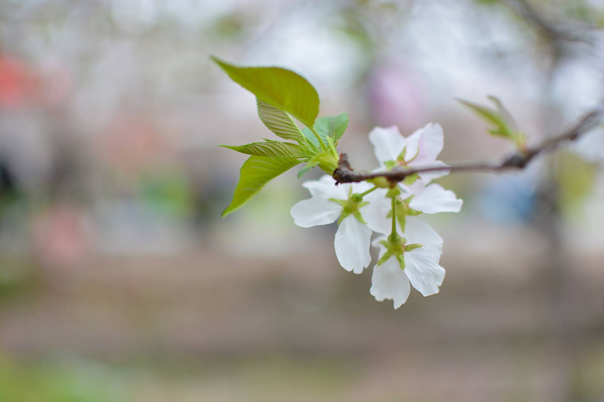 桃花杏花海棠花