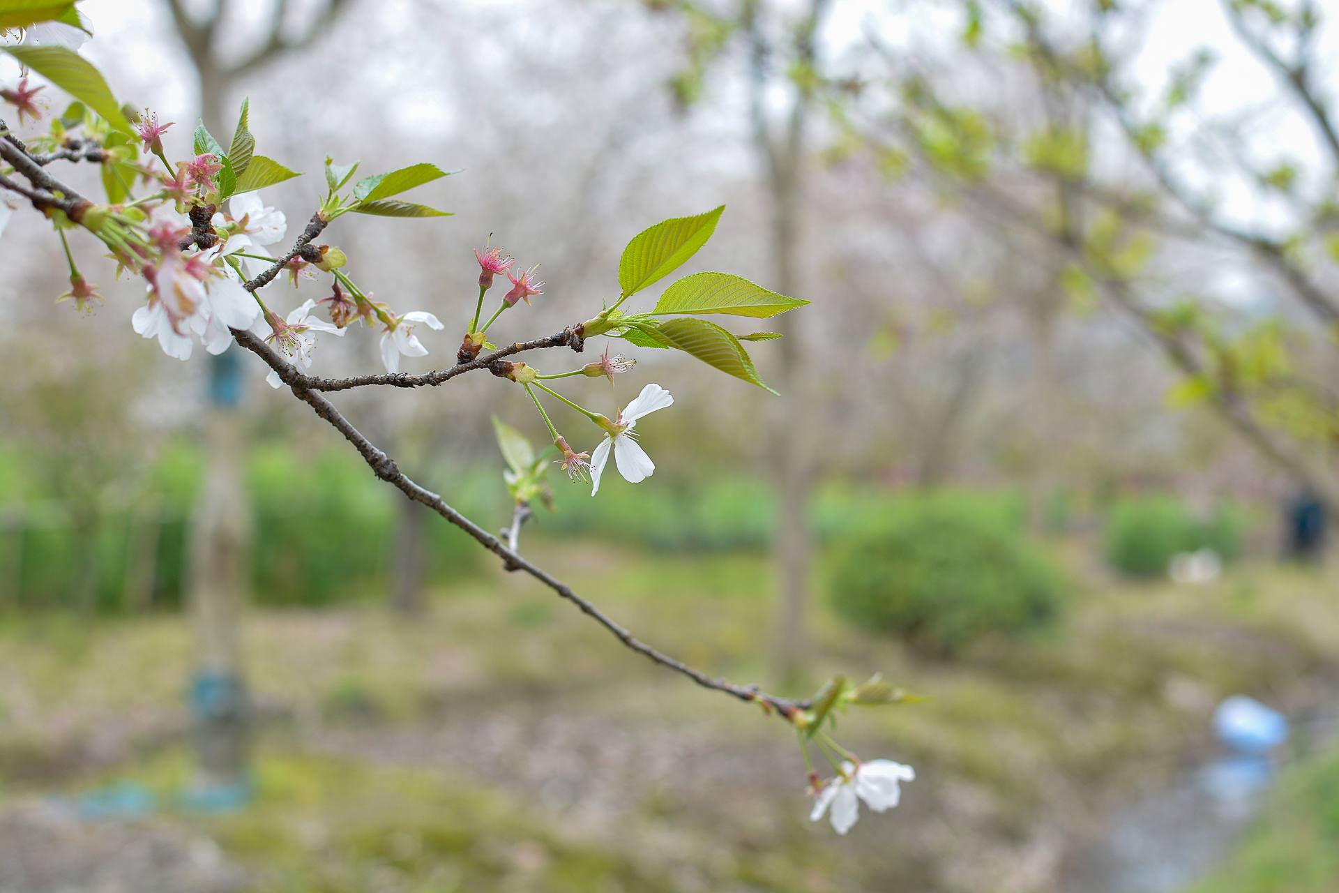 桃花杏花海棠花