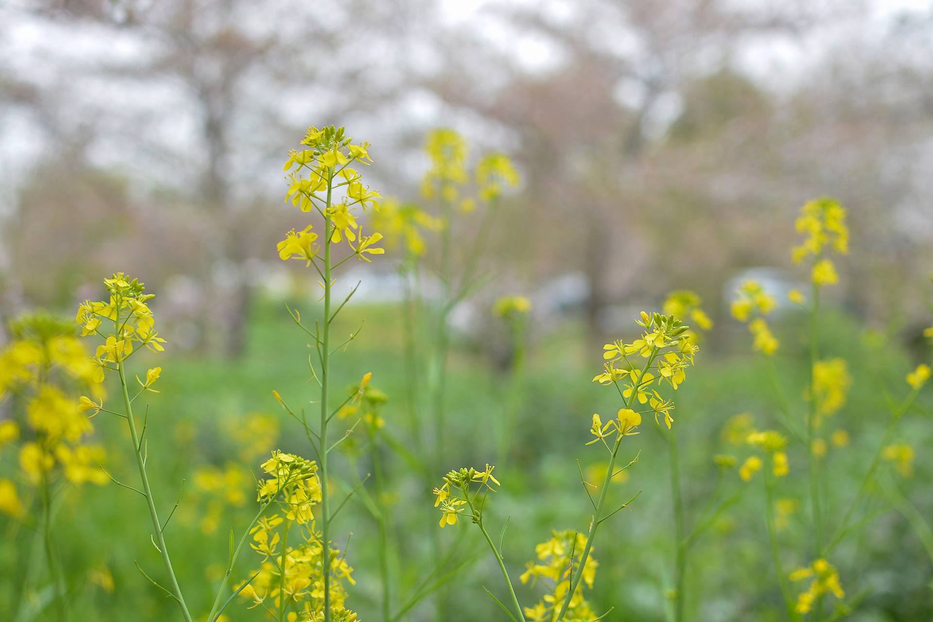 桃花杏花海棠花