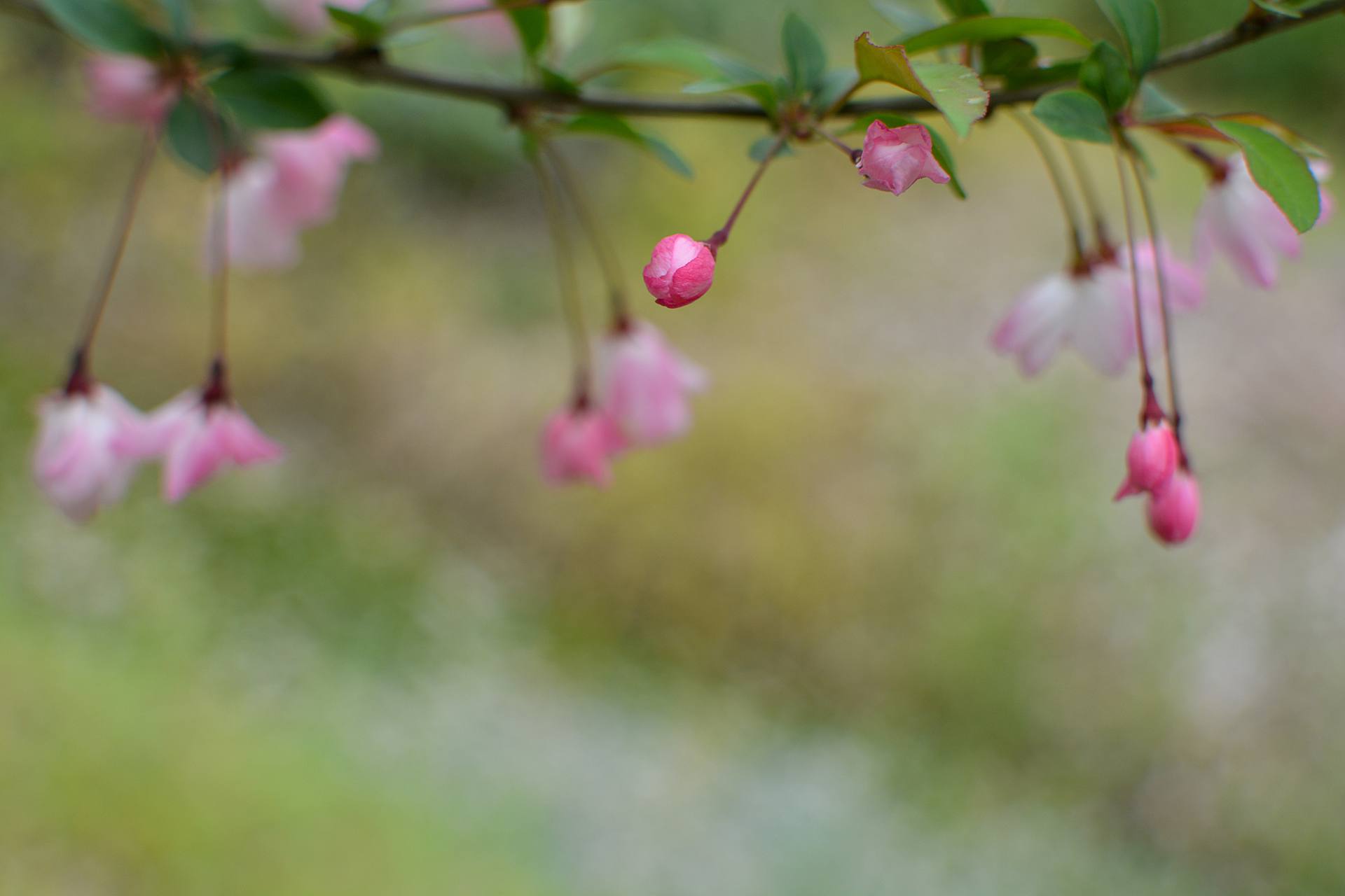 桃花杏花海棠花