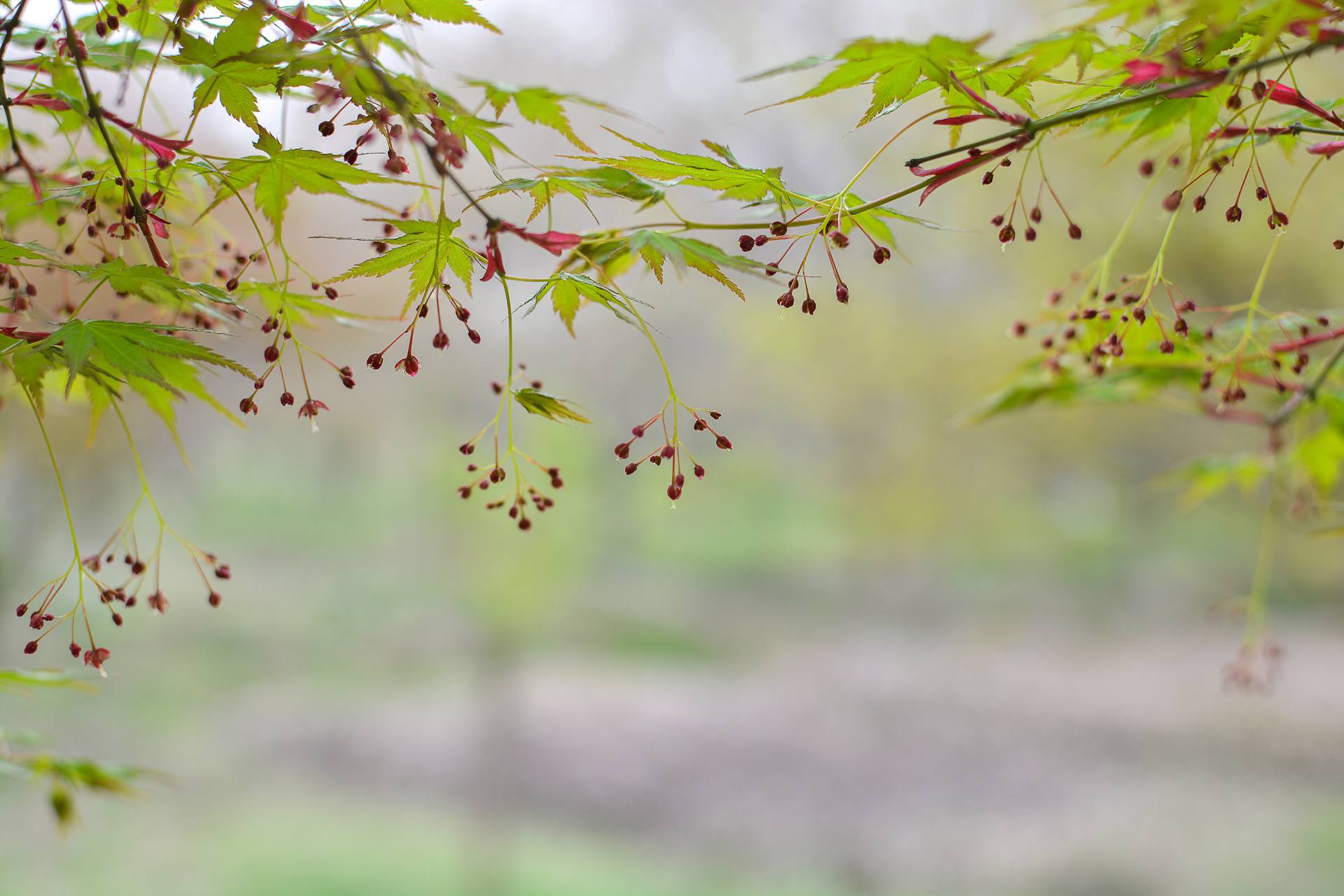 桃花杏花海棠花