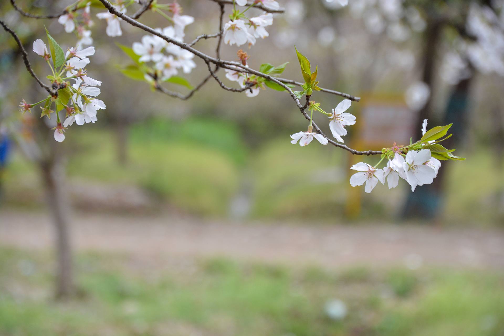 桃花杏花海棠花