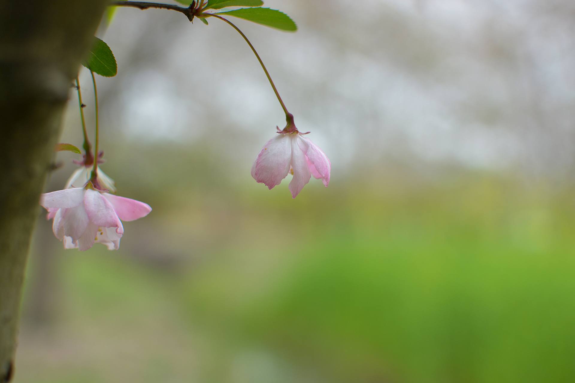 桃花杏花海棠花