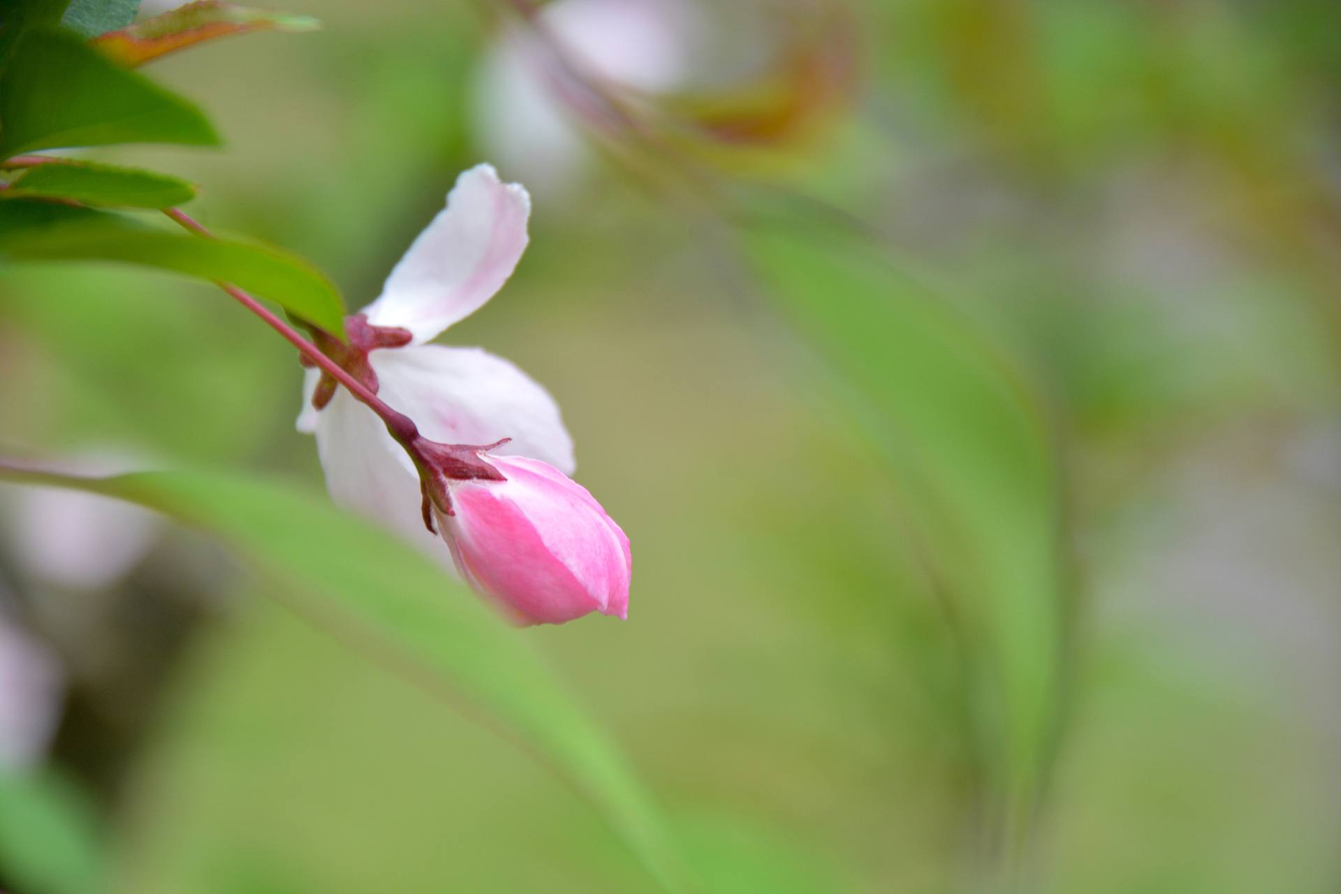 桃花杏花海棠花