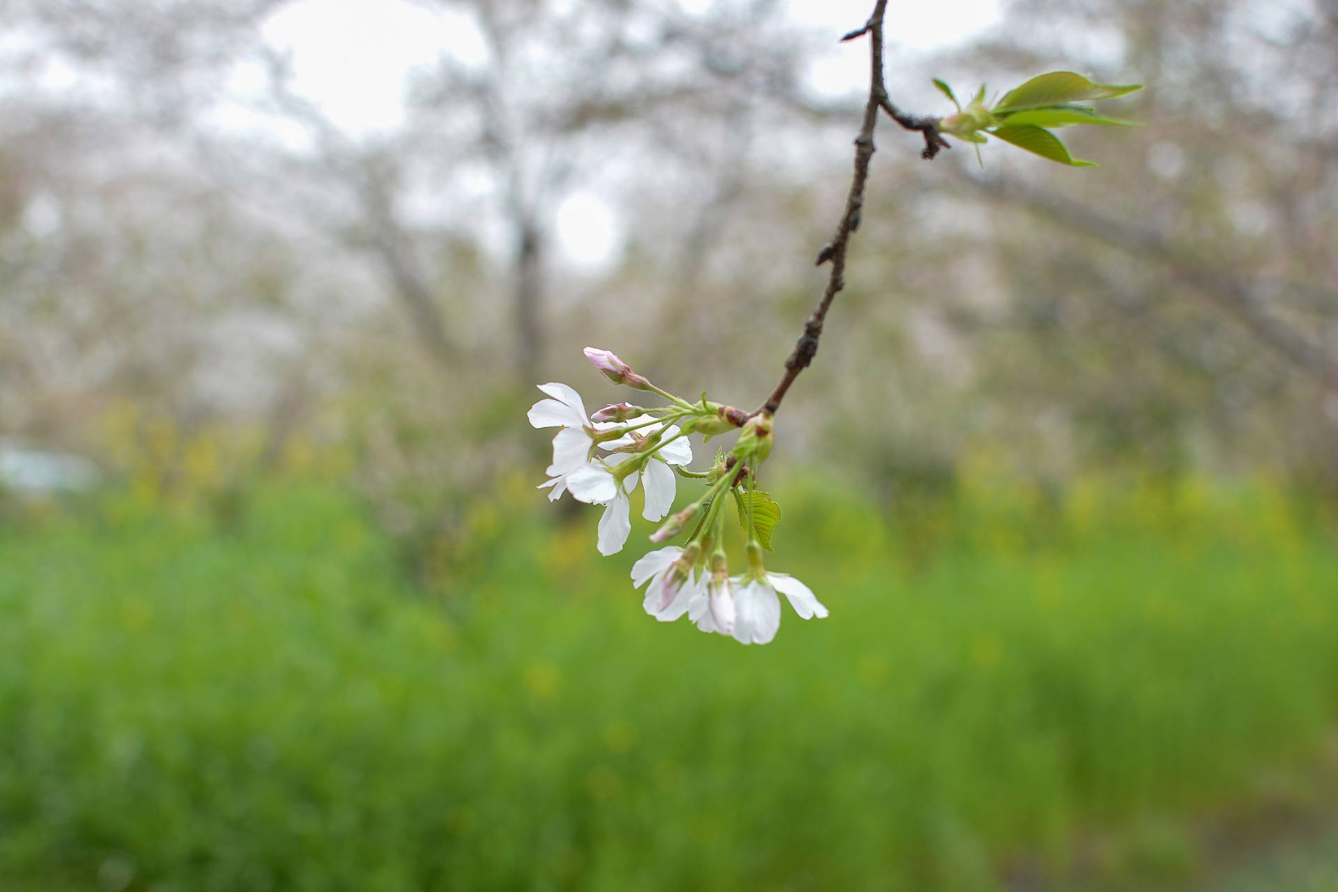 桃花杏花海棠花