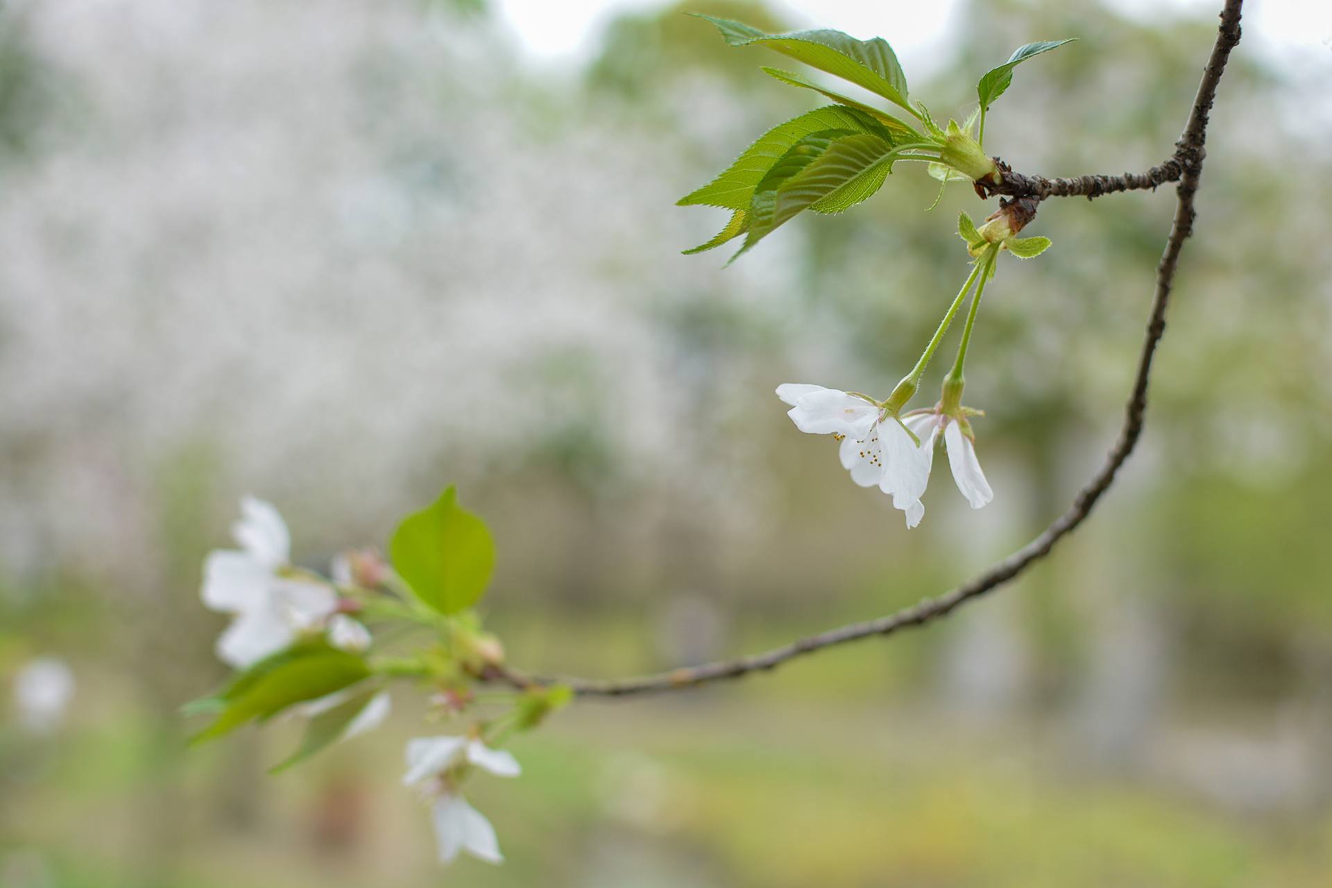 桃花杏花海棠花