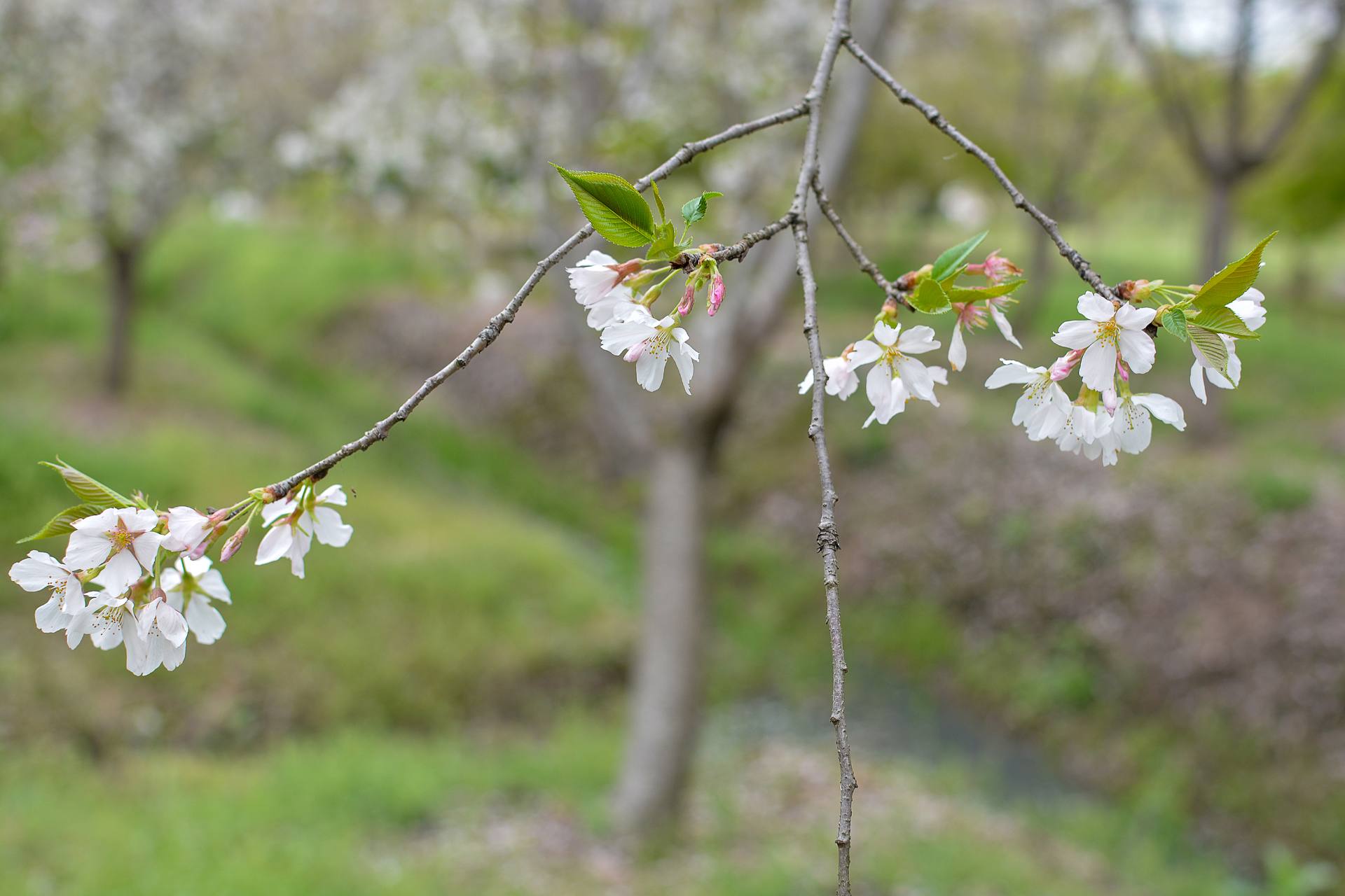 桃花杏花海棠花