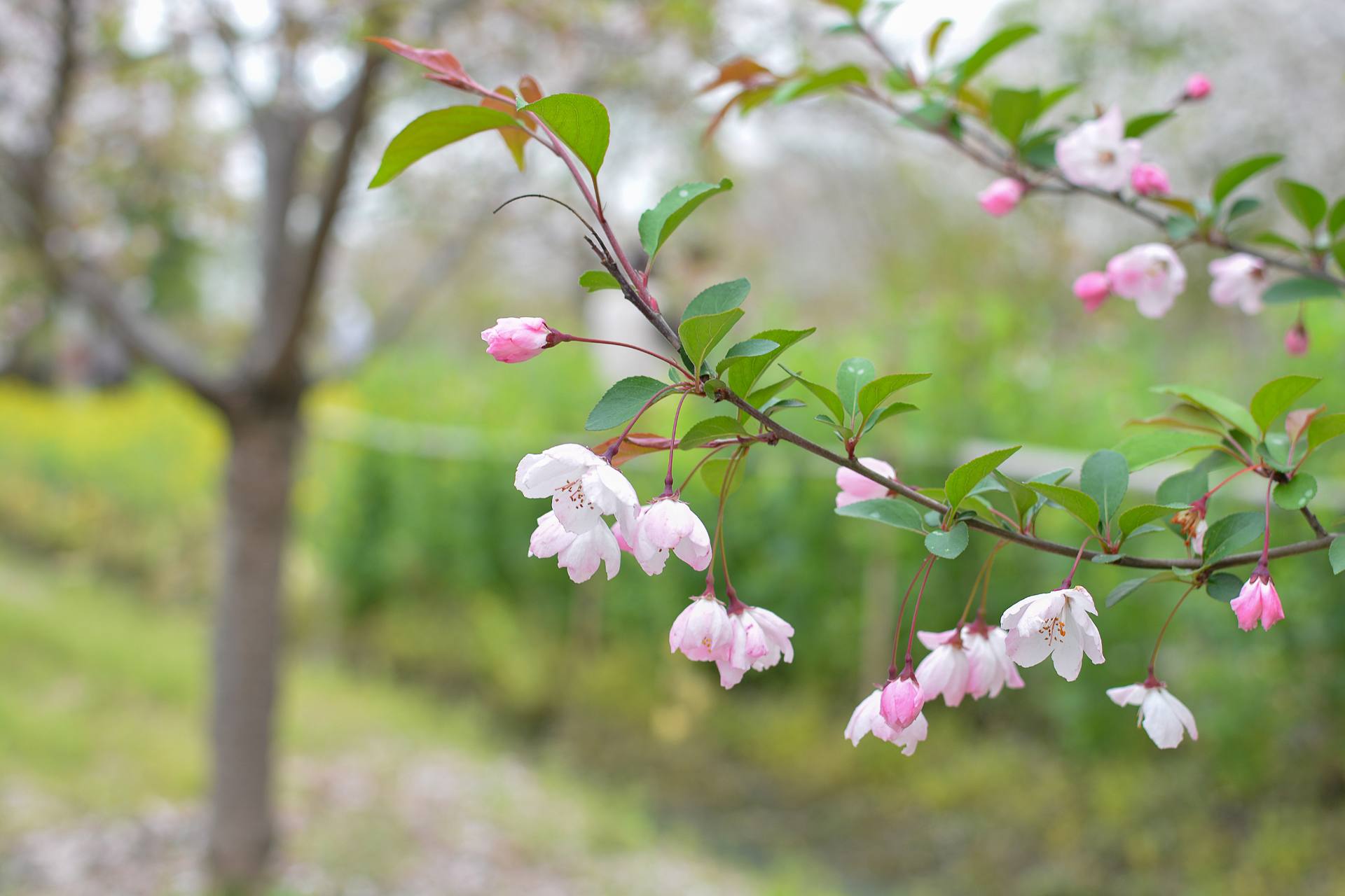 桃花杏花海棠花