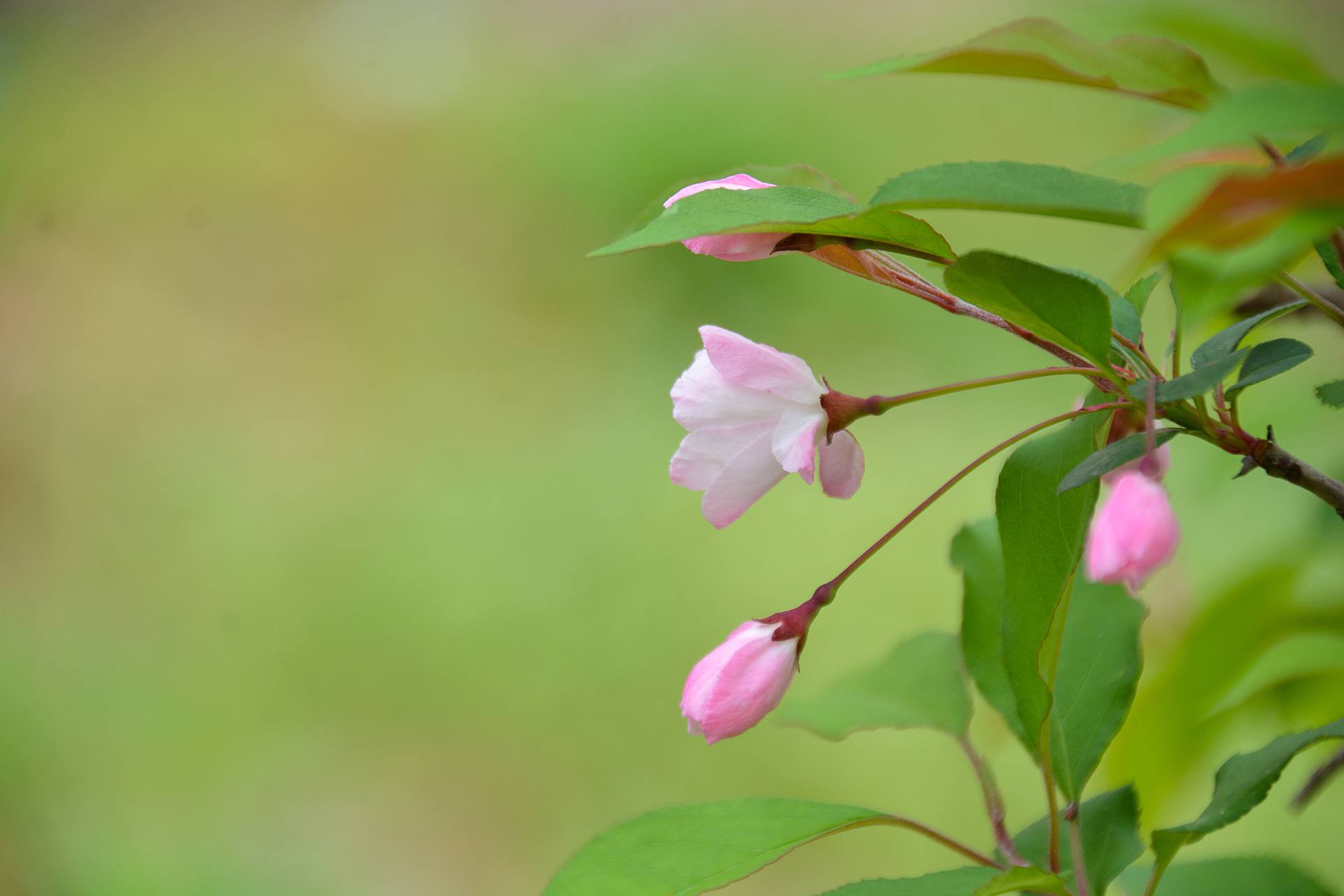 桃花杏花海棠花