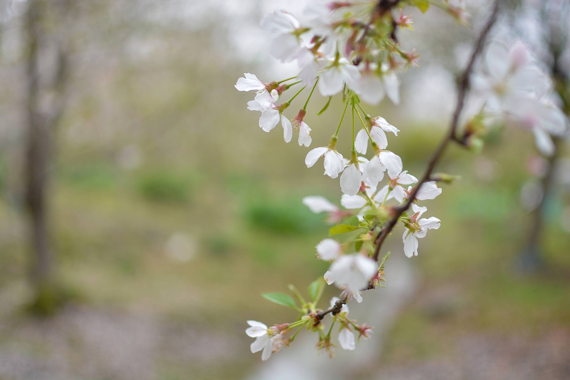 桃花杏花海棠花