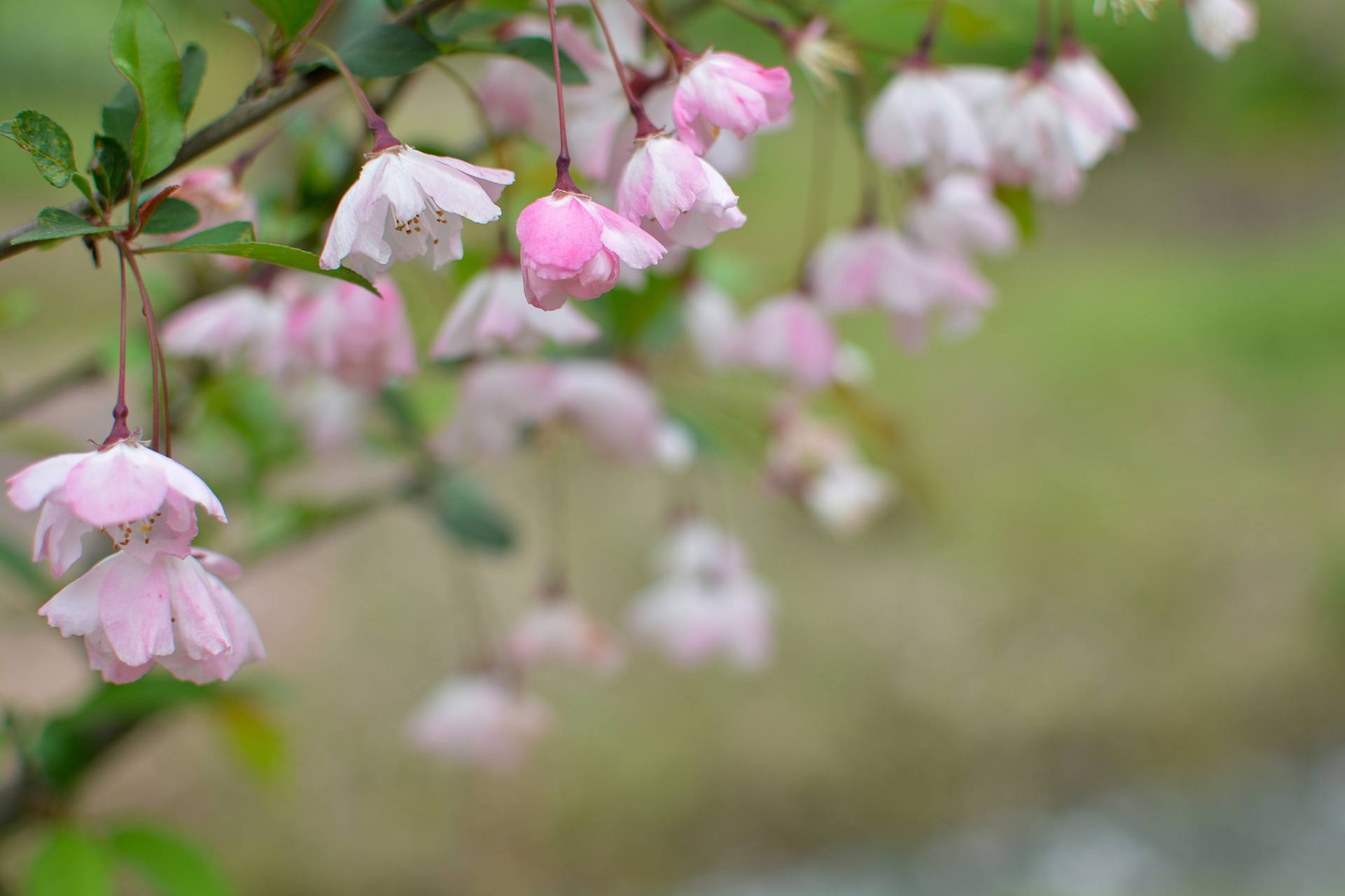 桃花杏花海棠花