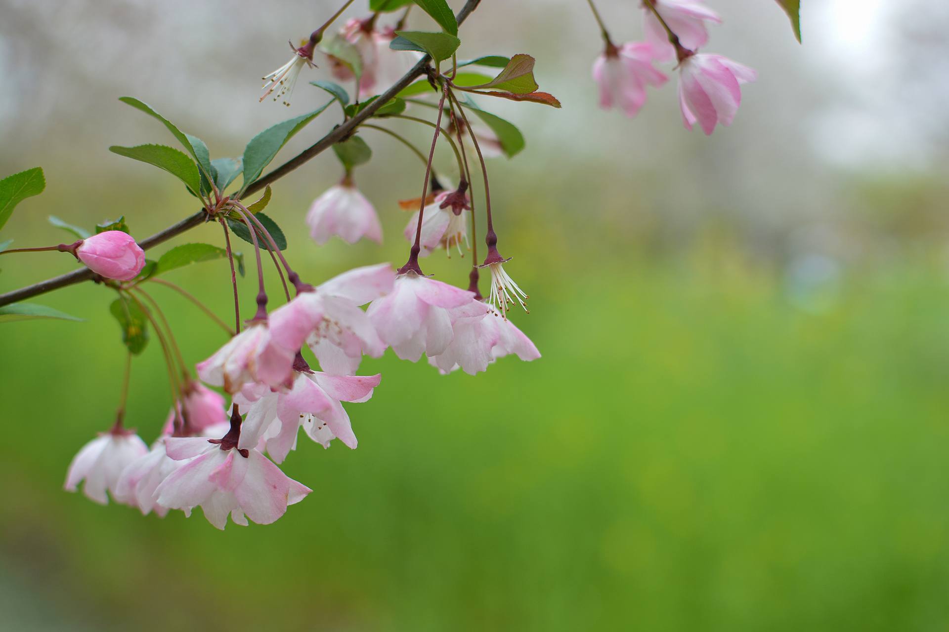 桃花杏花海棠花