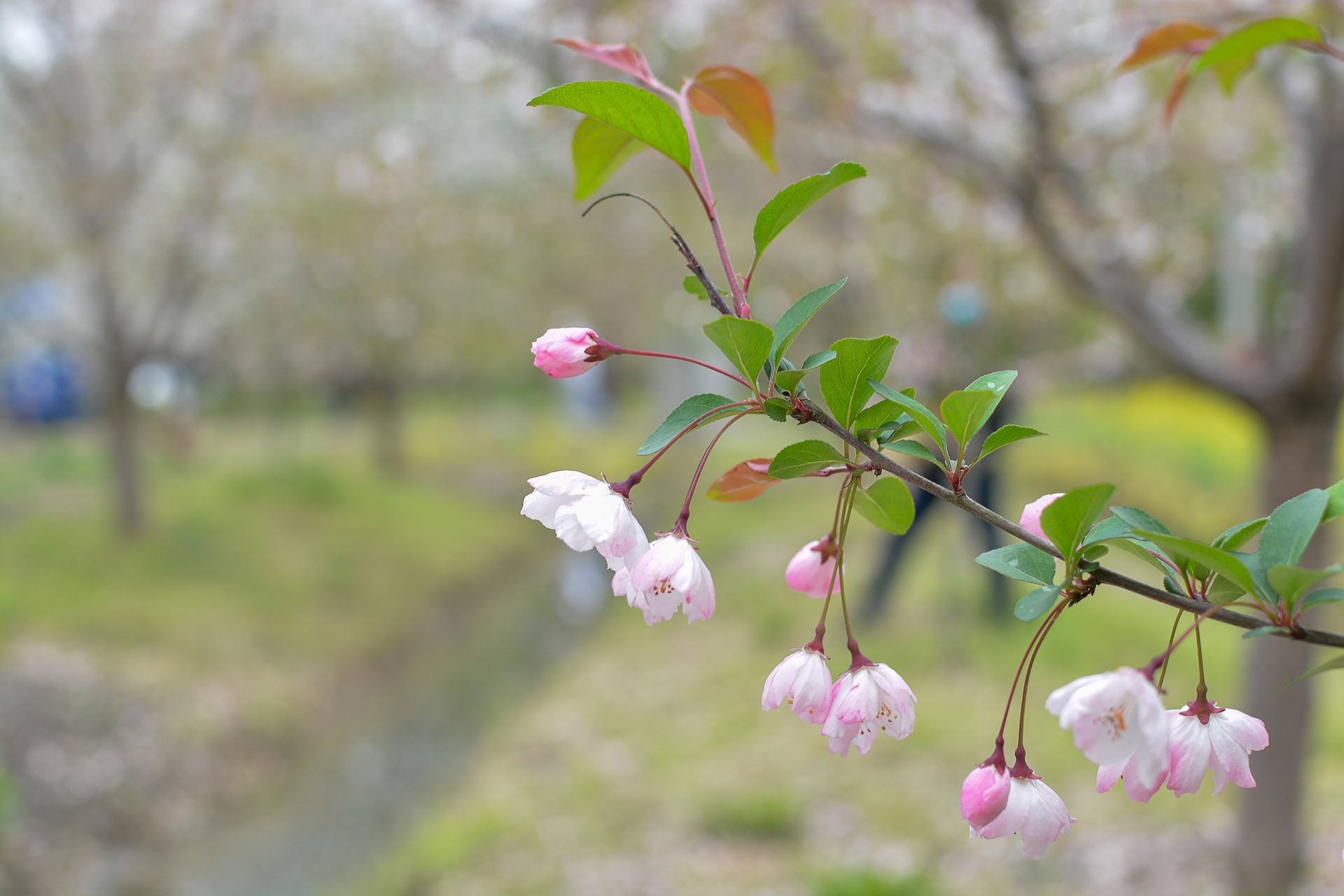 桃花杏花海棠花