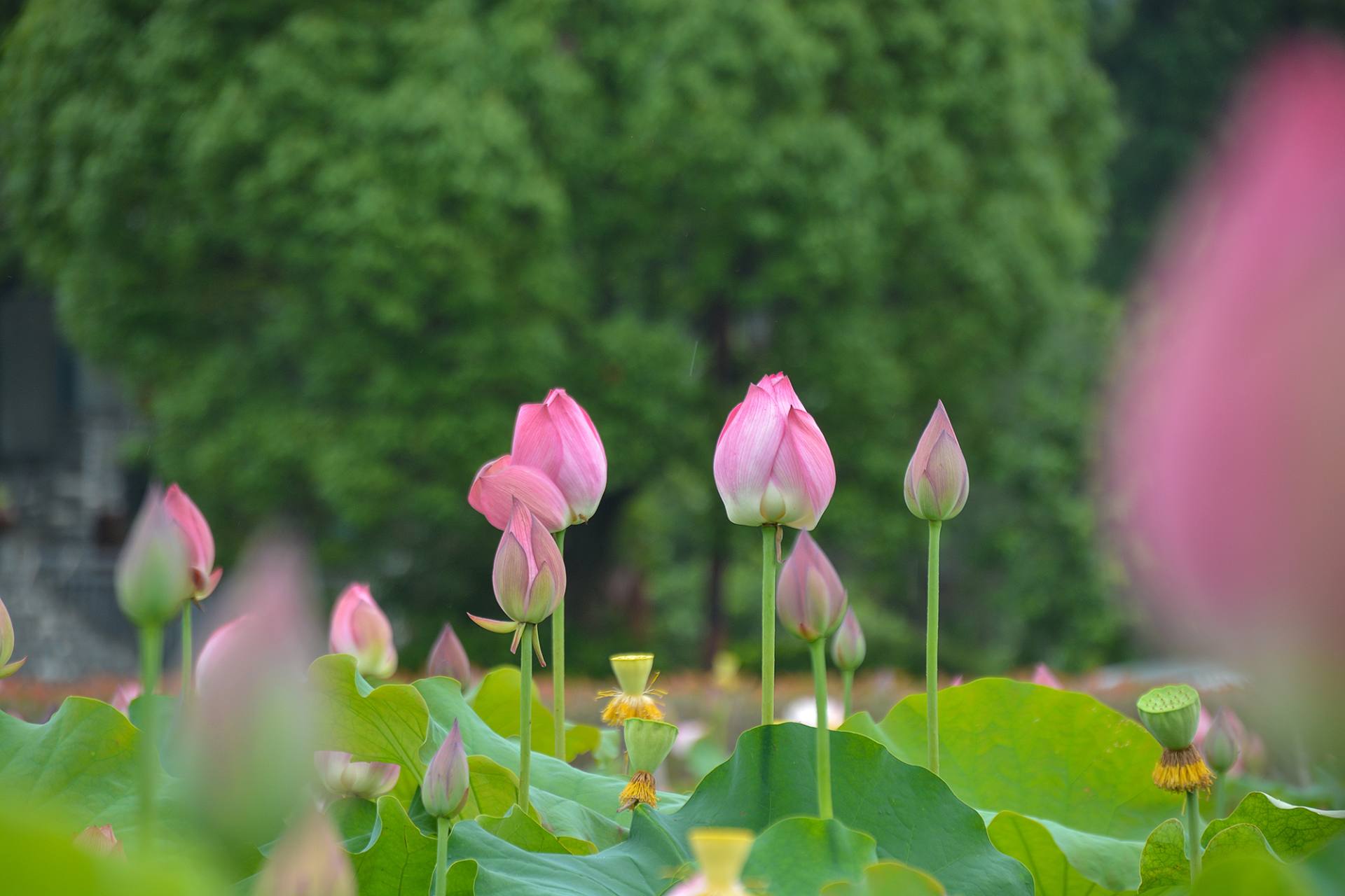 小荷已开，蜻蜓未来~