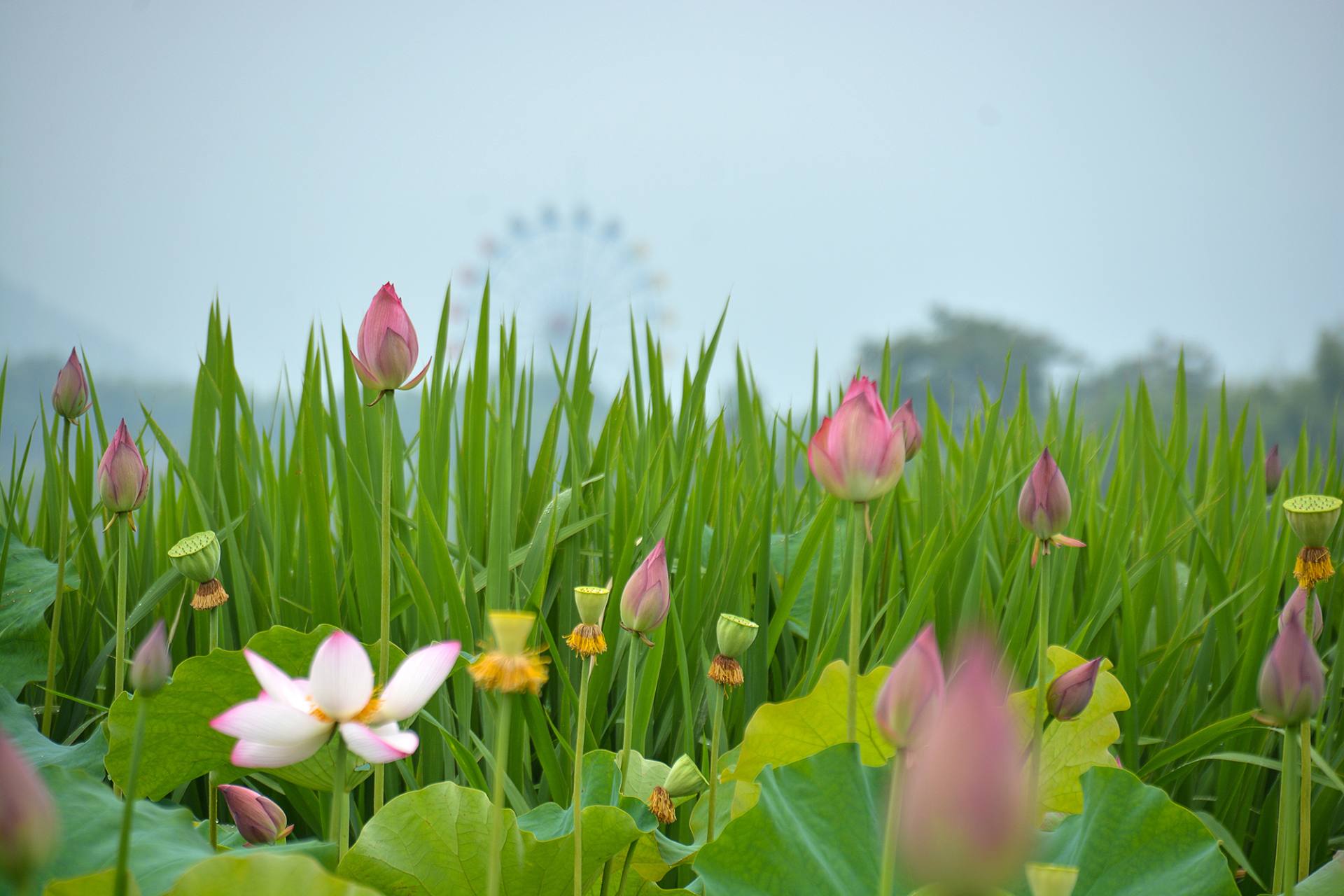 小荷已开，蜻蜓未来~