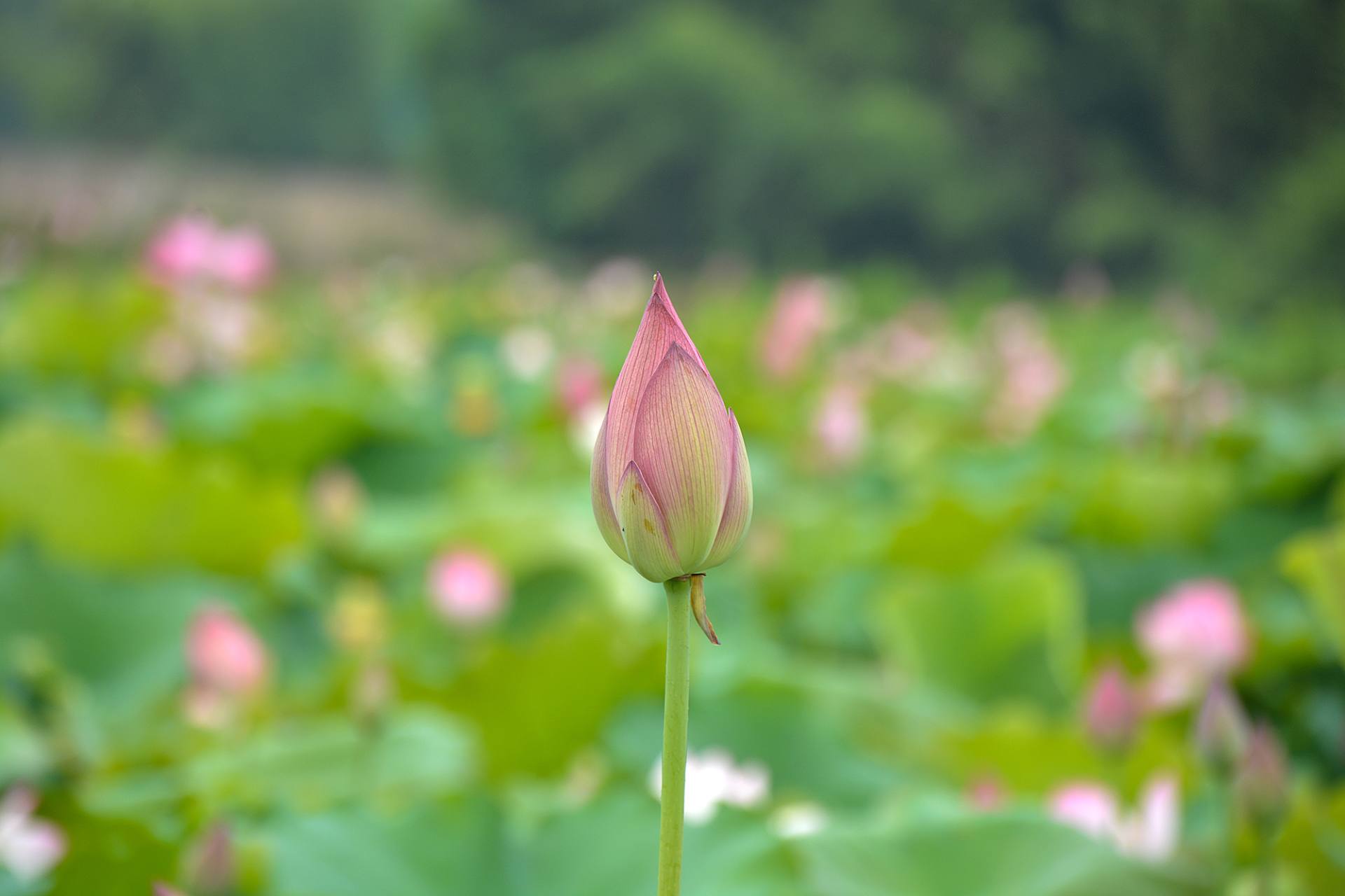 小荷已开，蜻蜓未来~