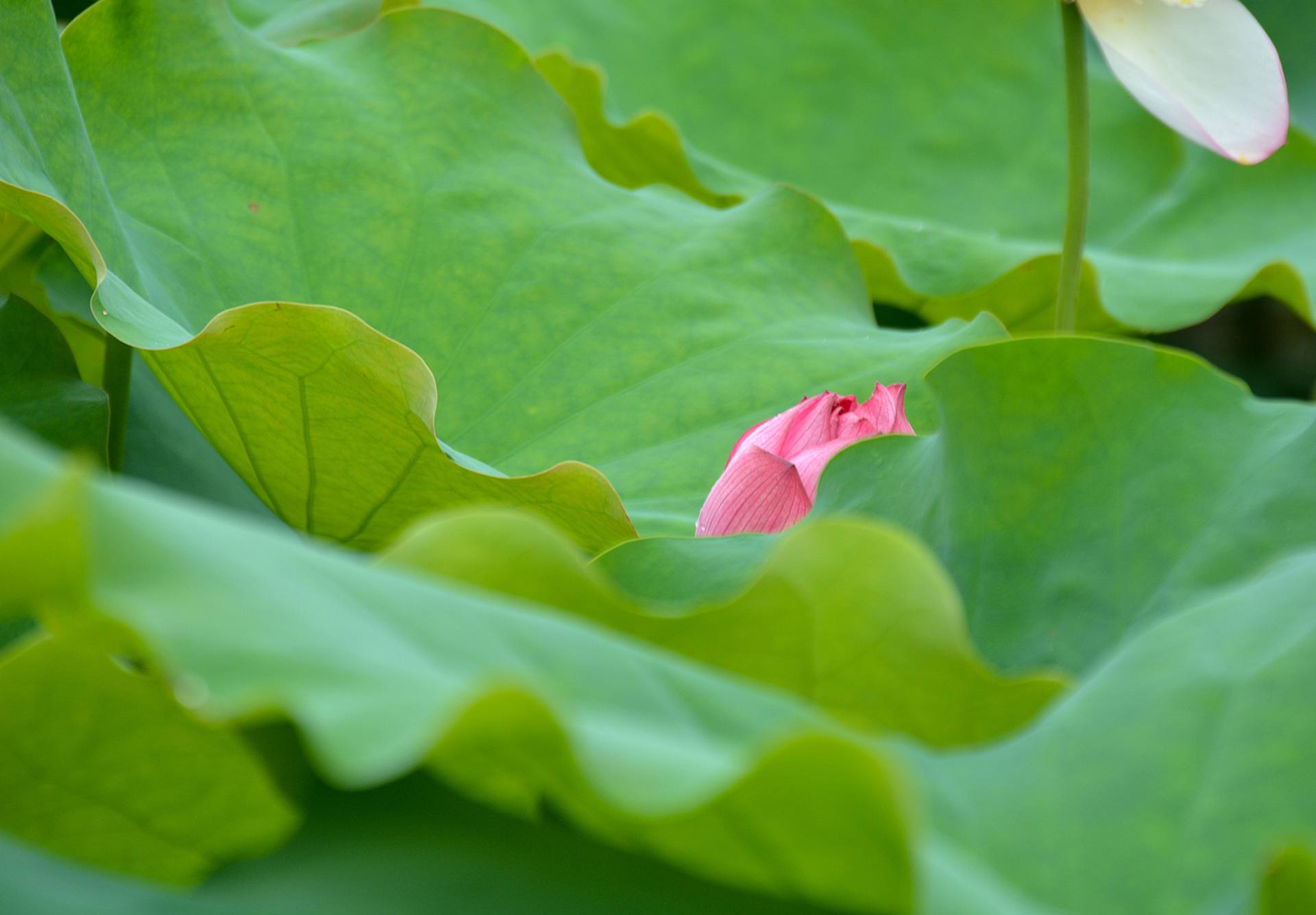 小荷已开，蜻蜓未来~