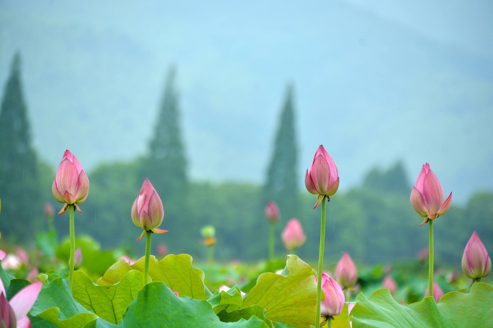 小荷已开，蜻蜓未来~