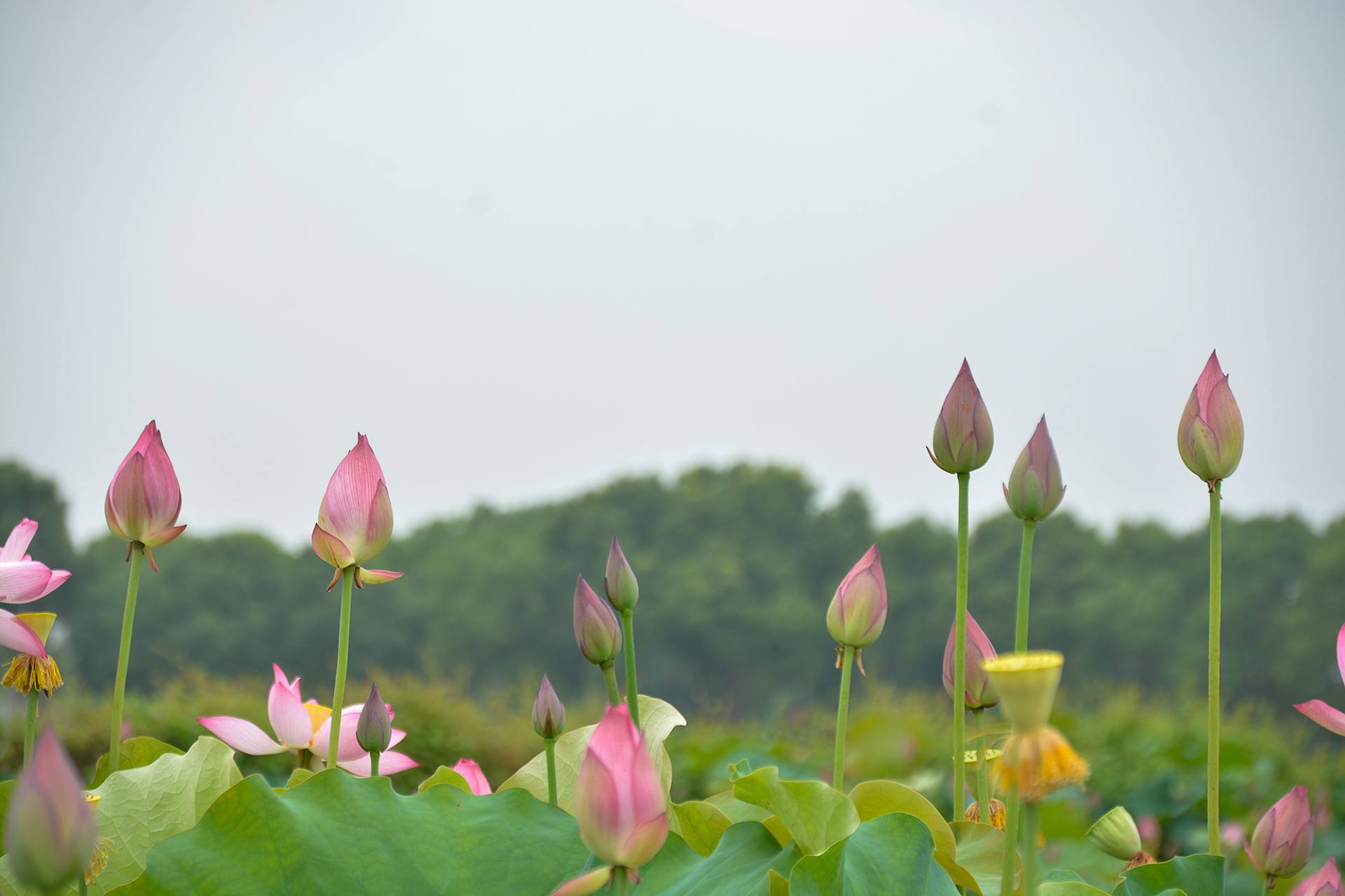 小荷已开，蜻蜓未来~