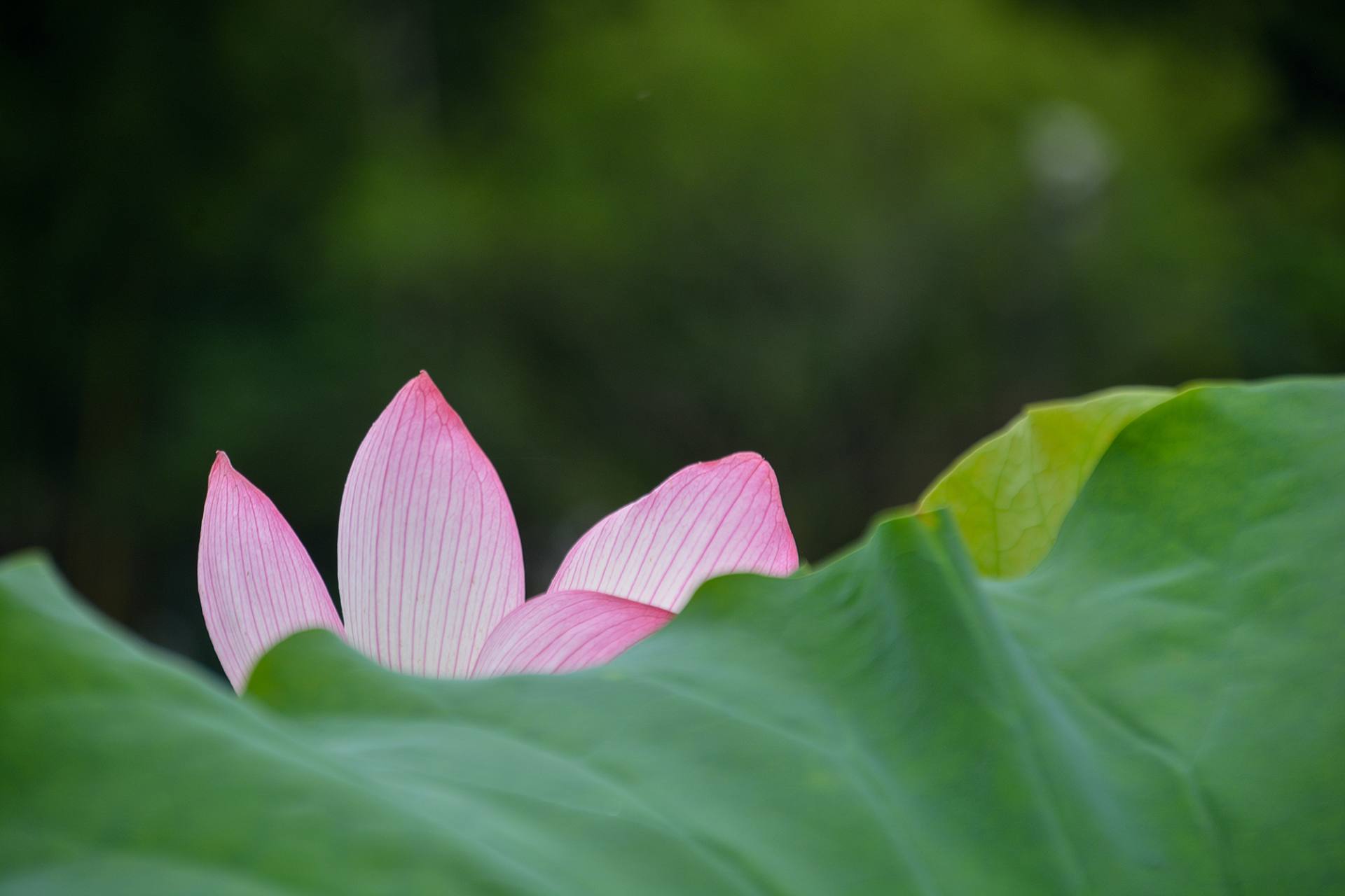 小荷已开，蜻蜓未来~