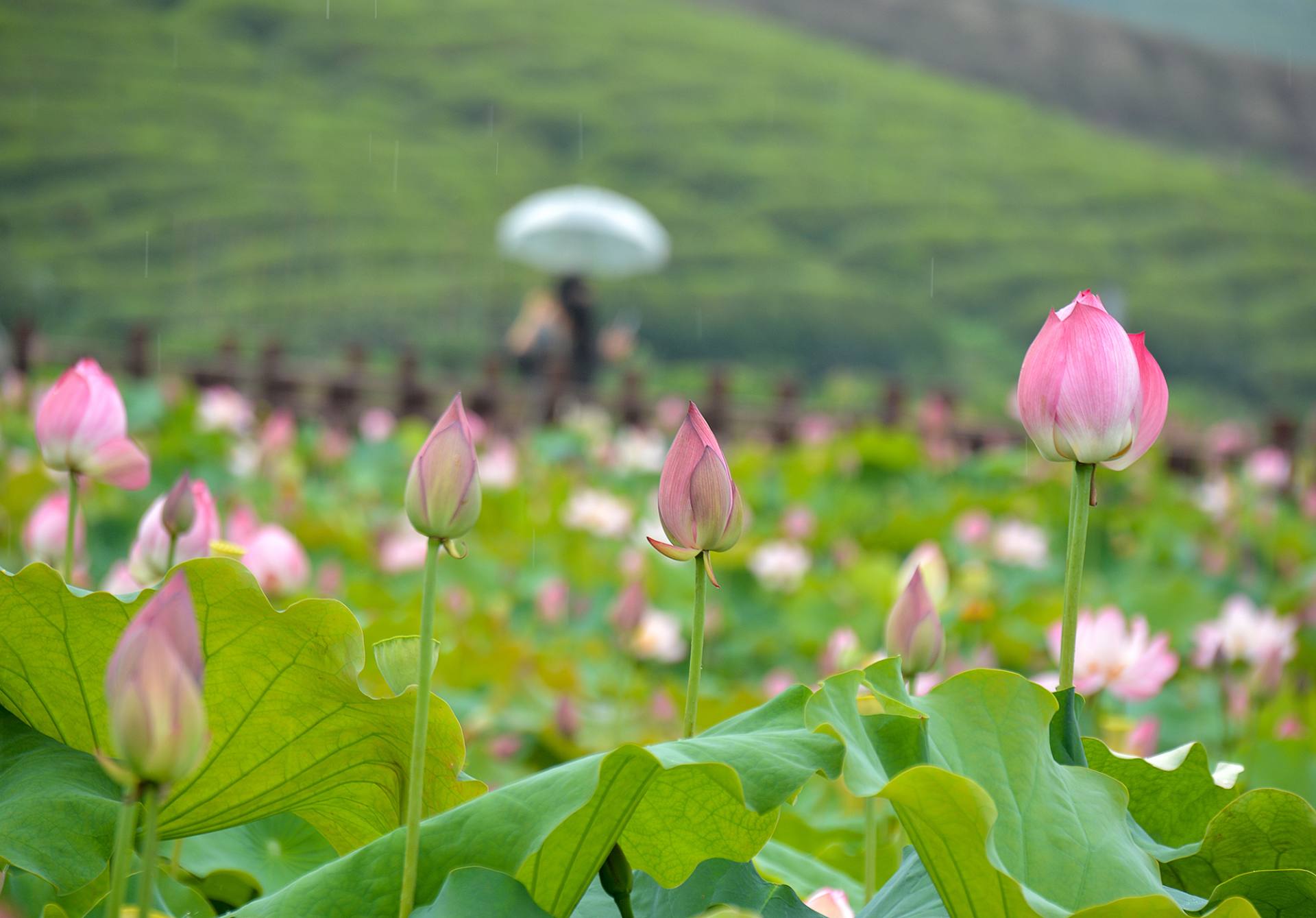 小荷已开，蜻蜓未来~