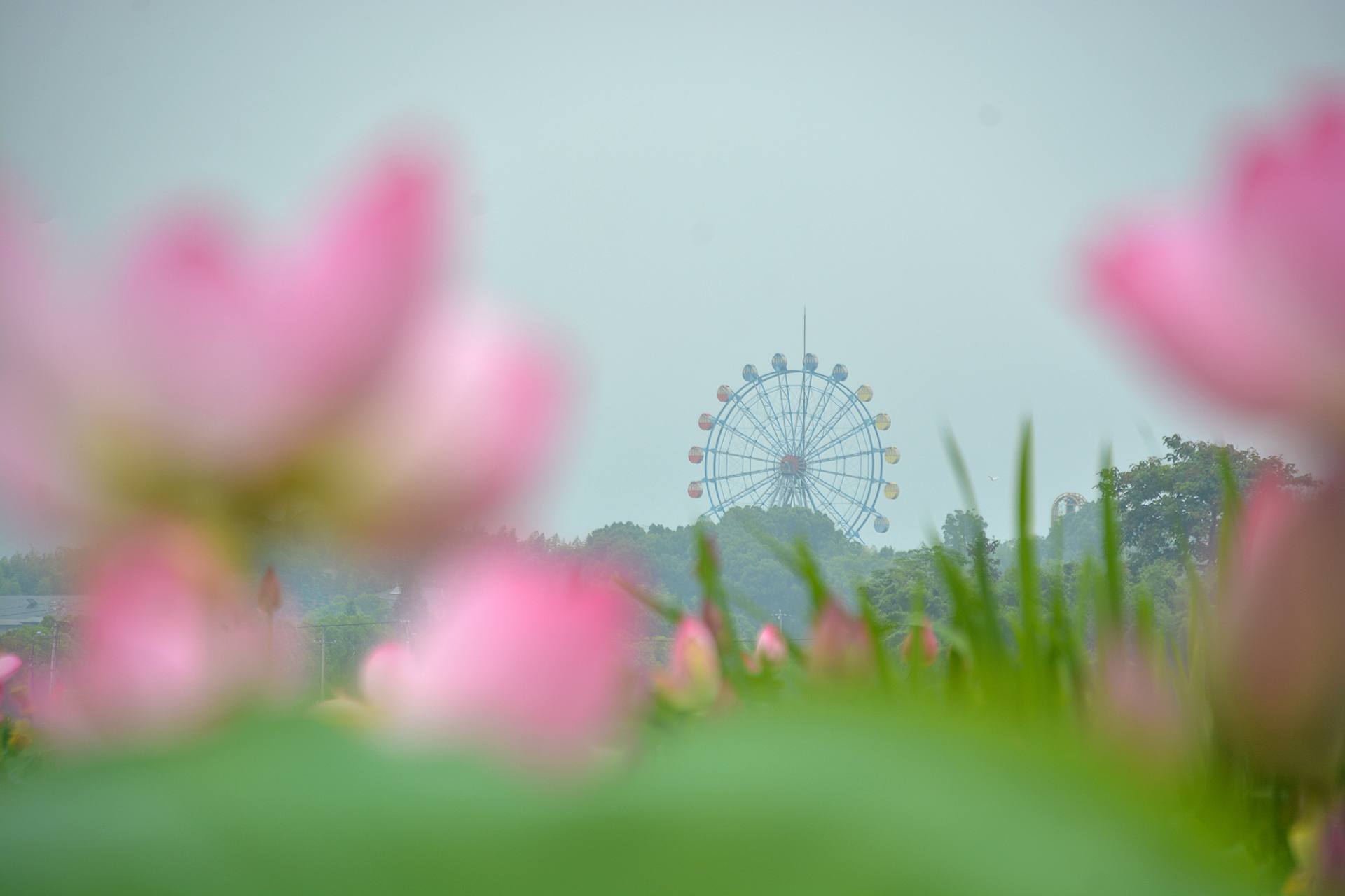 小荷已开，蜻蜓未来~