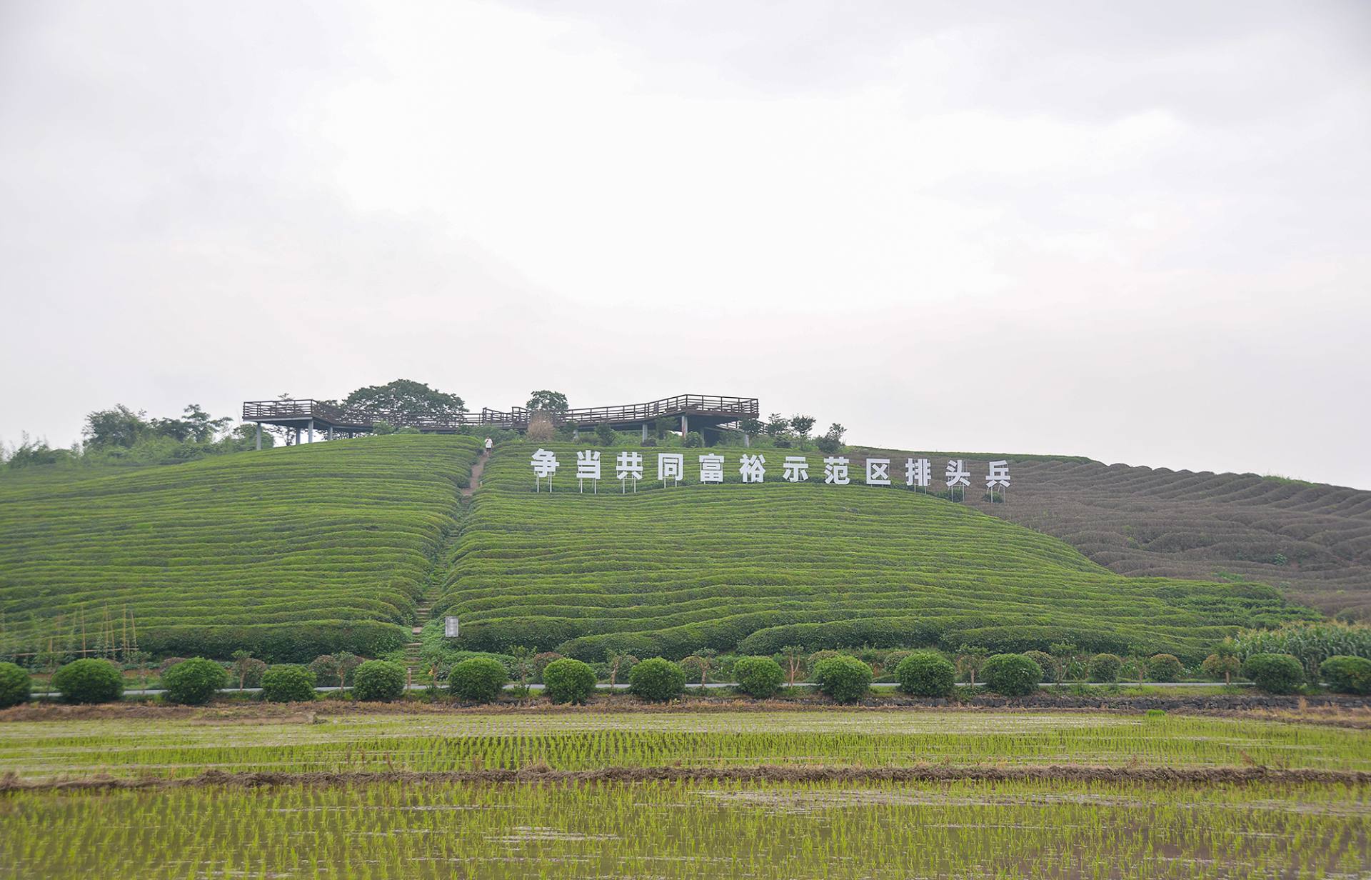 小荷已开，蜻蜓未来~