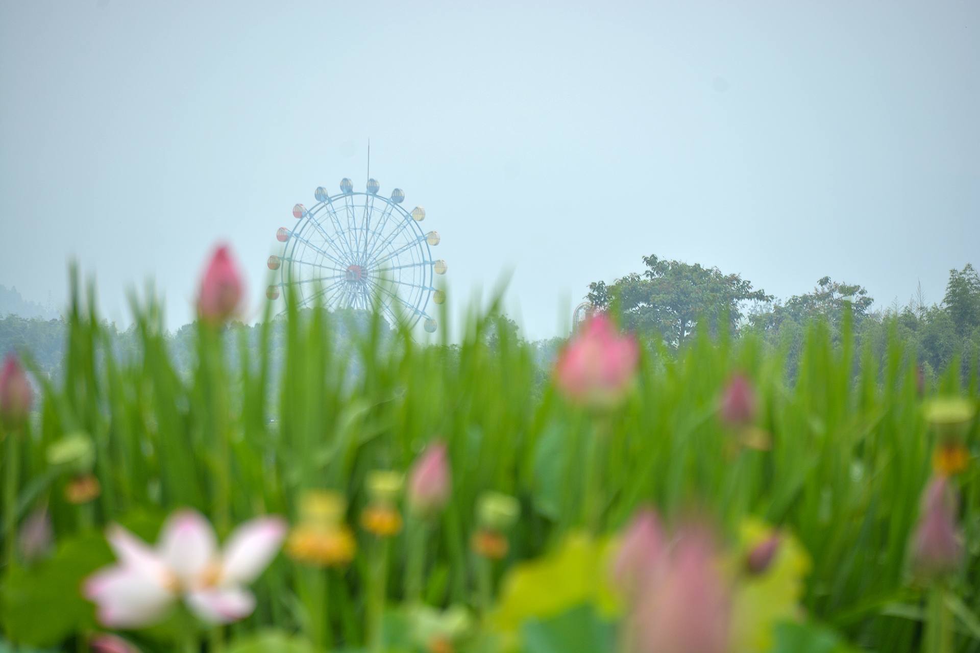 小荷已开，蜻蜓未来~