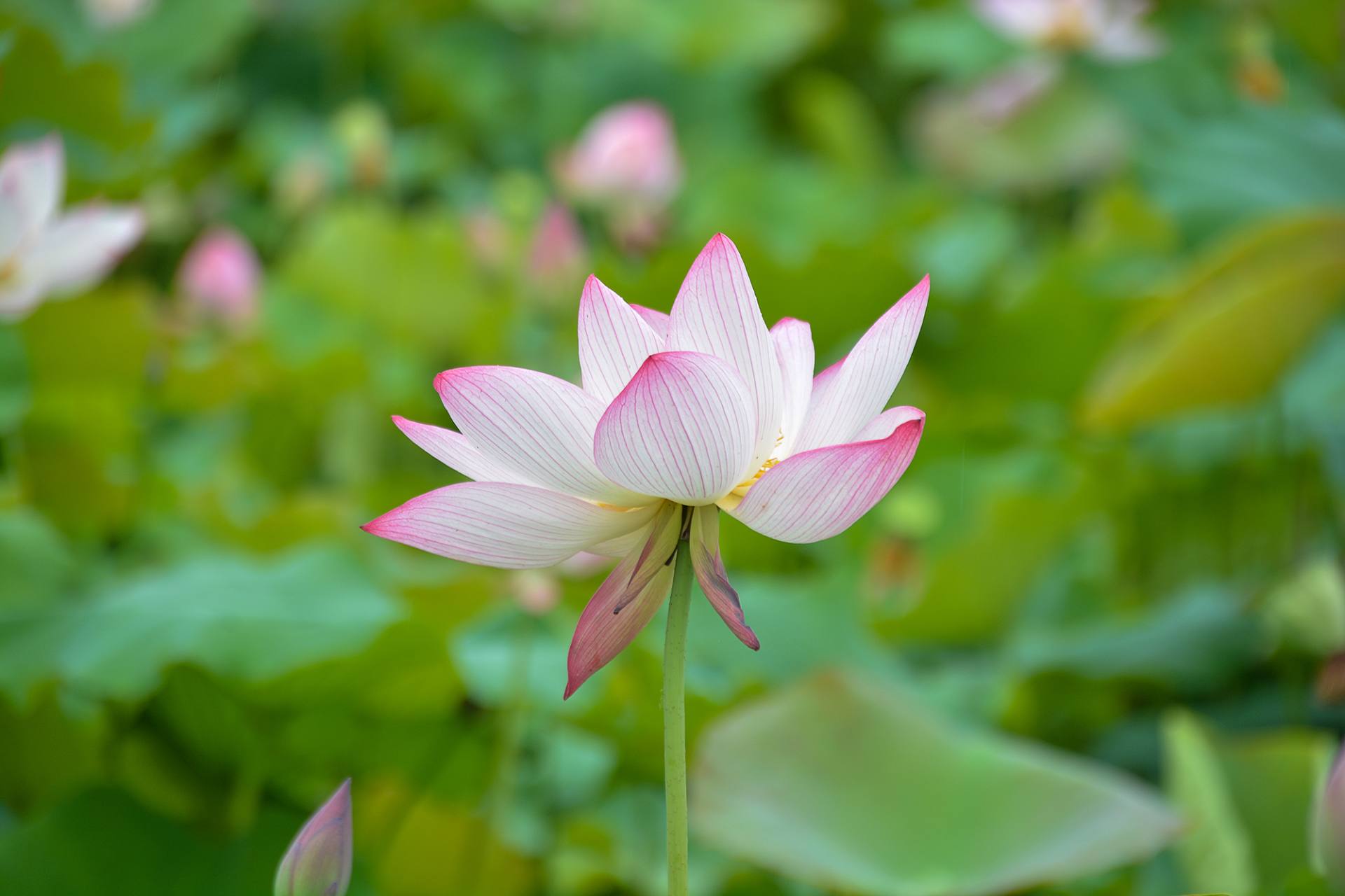 小荷已开，蜻蜓未来~