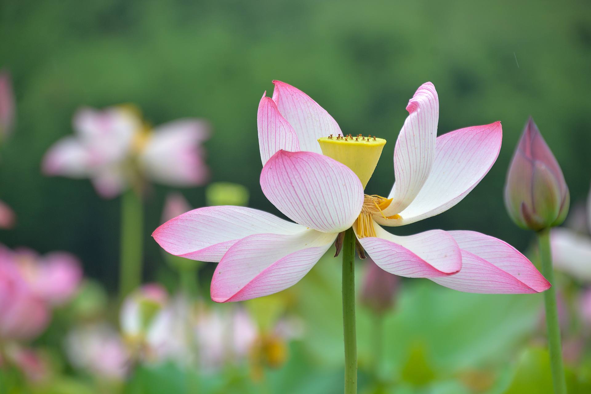 小荷已开，蜻蜓未来~